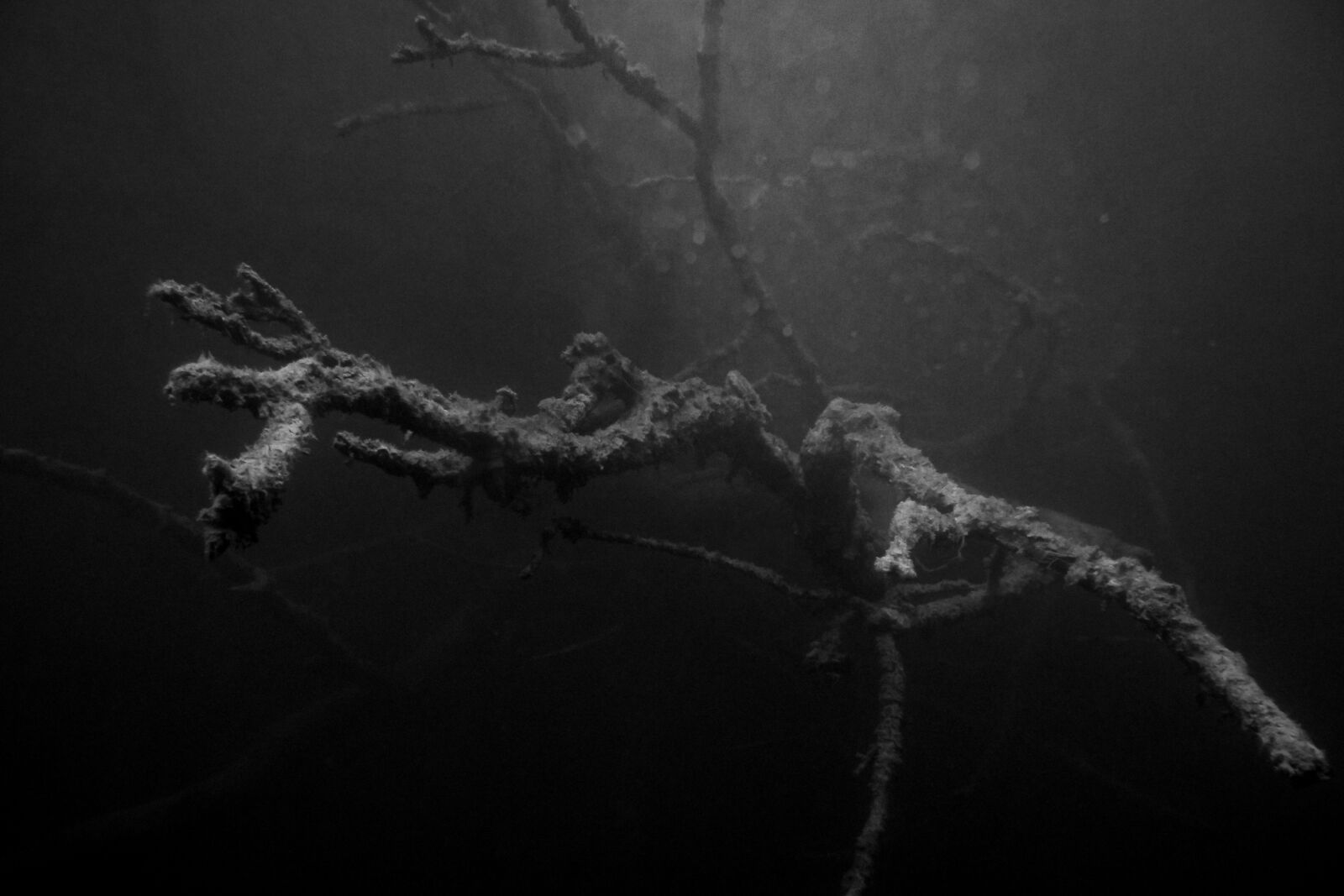 Canon PowerShot G16 sample photo. Branch, underwater, water photography