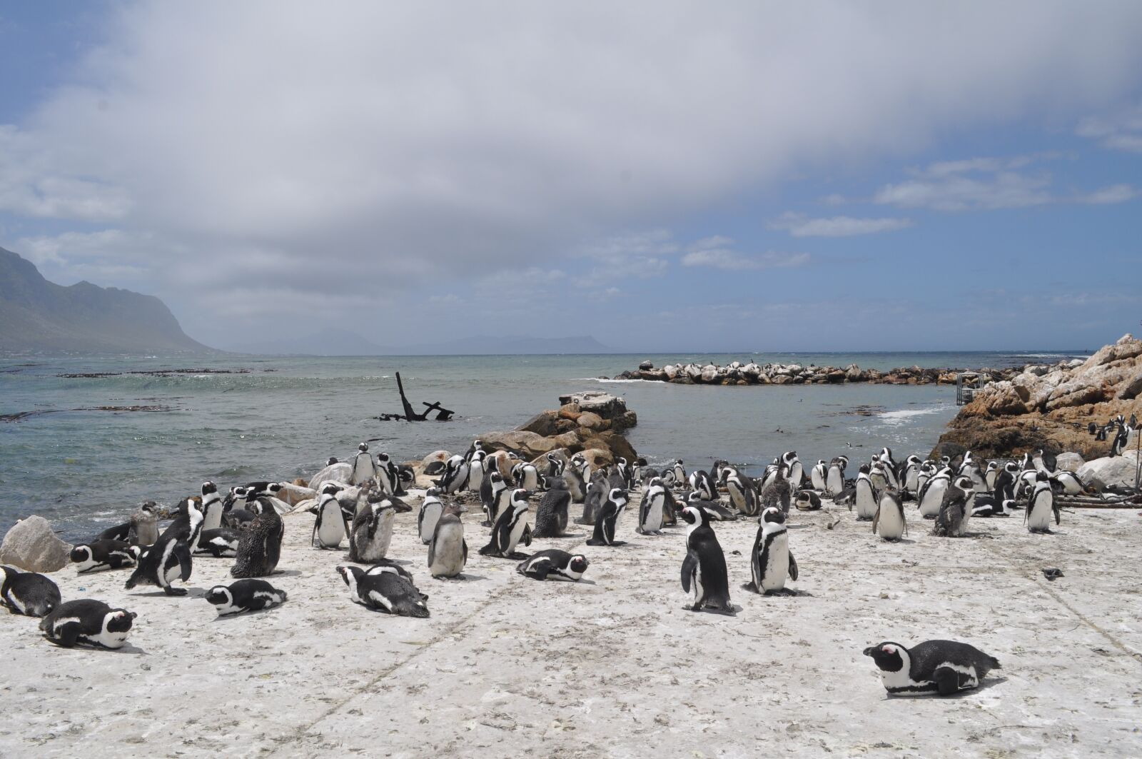 Nikon D5000 sample photo. South africa, penguin, sea photography