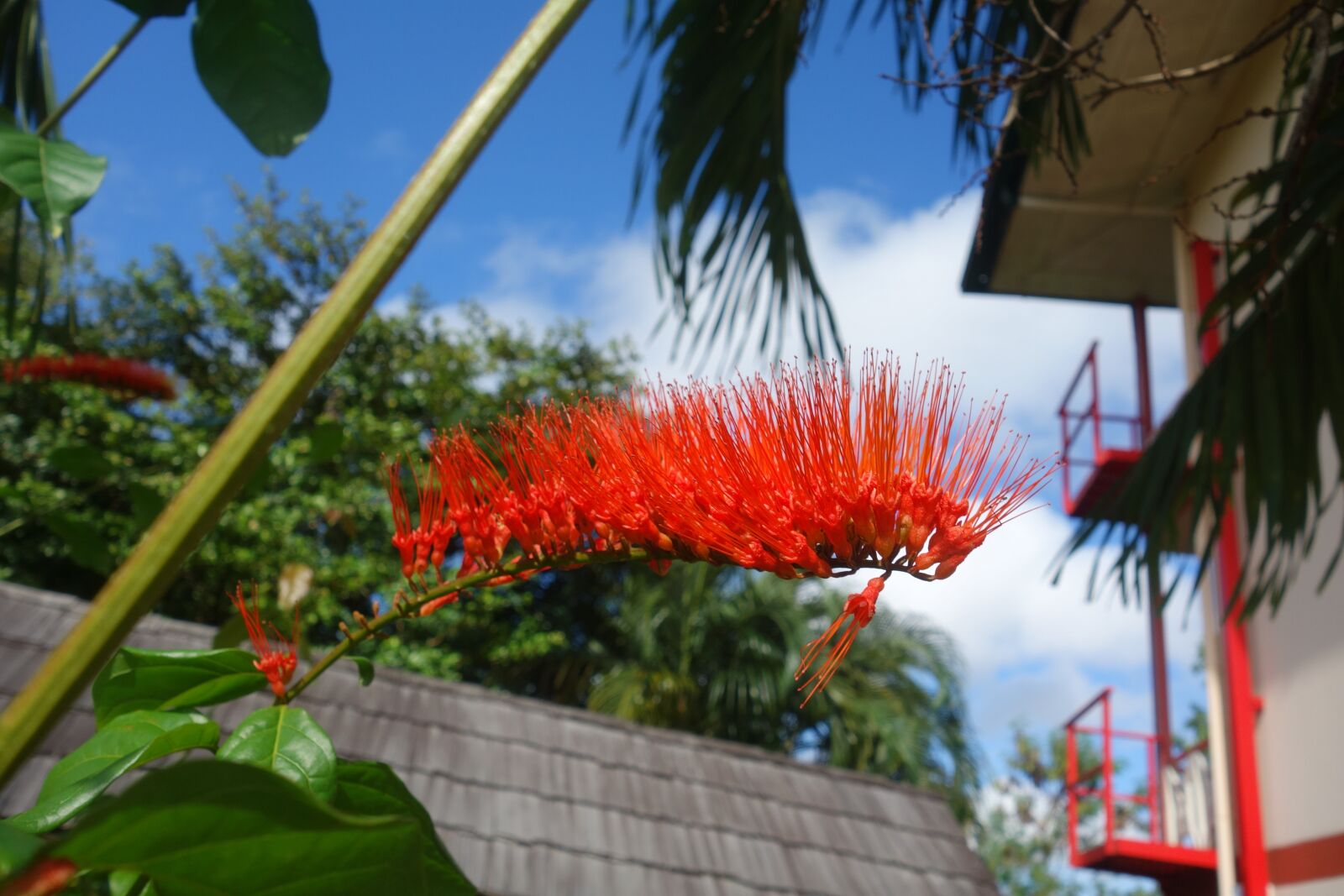Sony Cyber-shot DSC-RX100 sample photo. Outdoors, suriname, flower photography