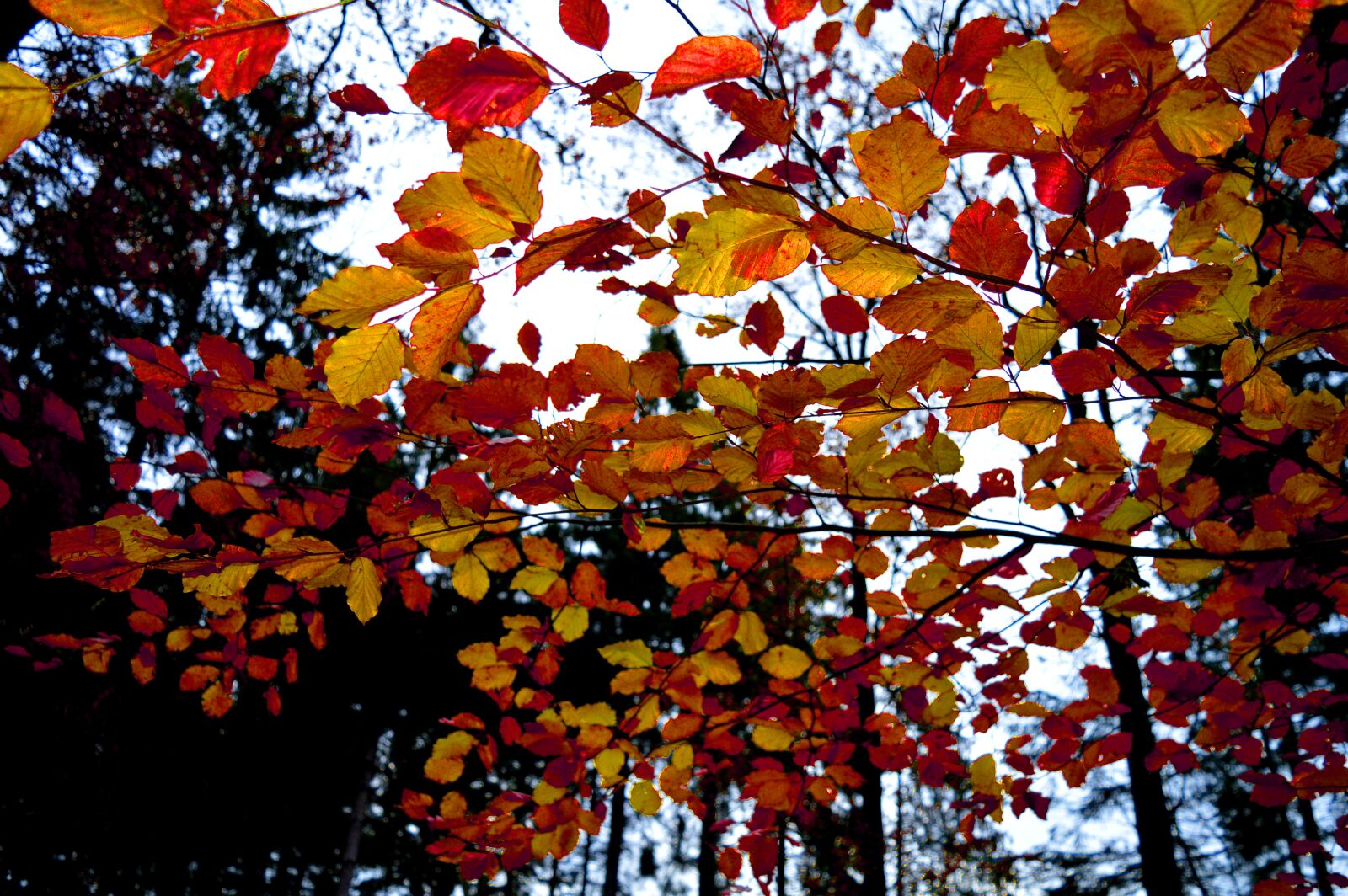 Nikon D3200 sample photo. Autumn mood, fall leaves photography