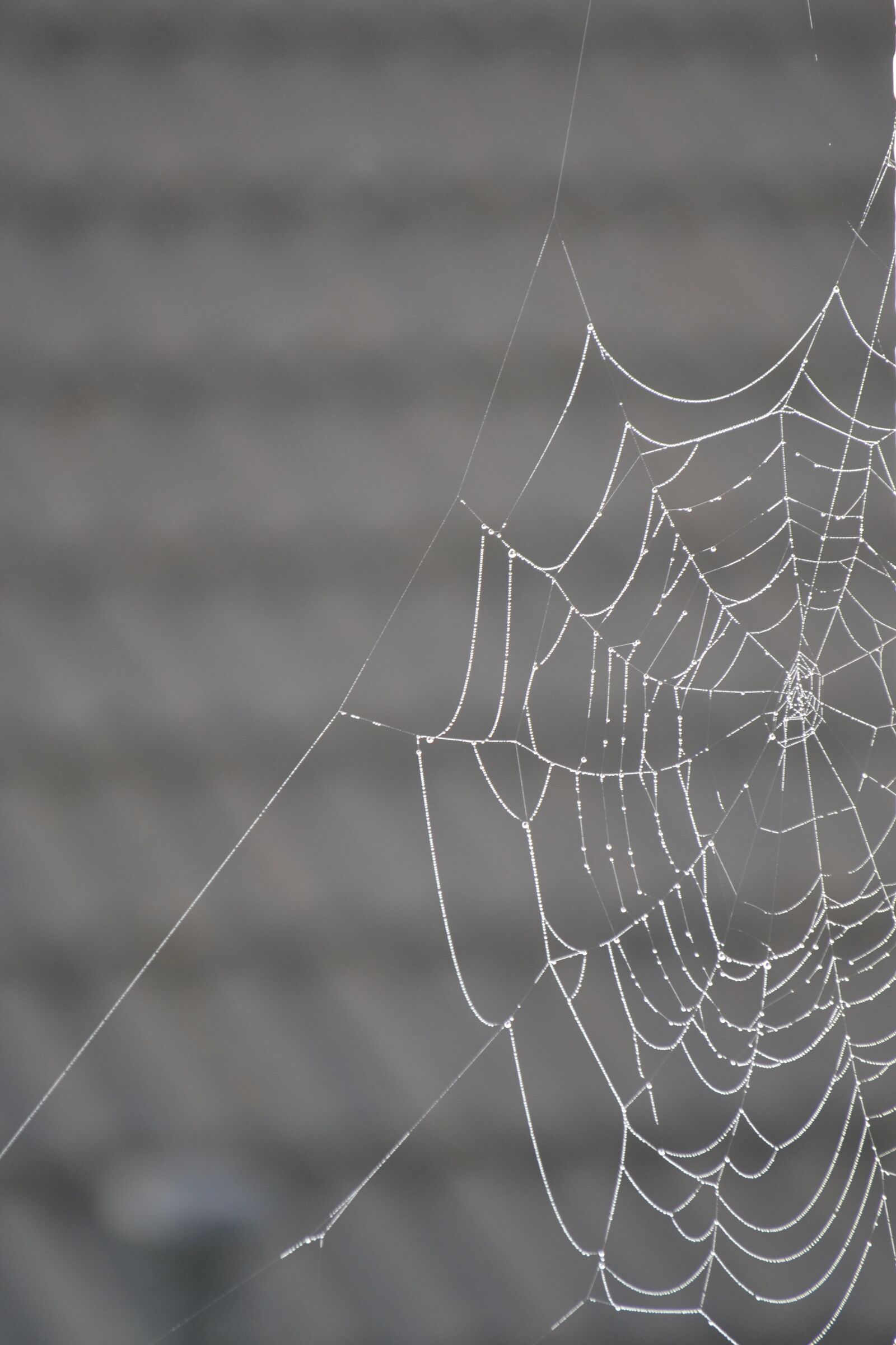 Nikon D3100 sample photo. Cobweb, dew, morgentau photography