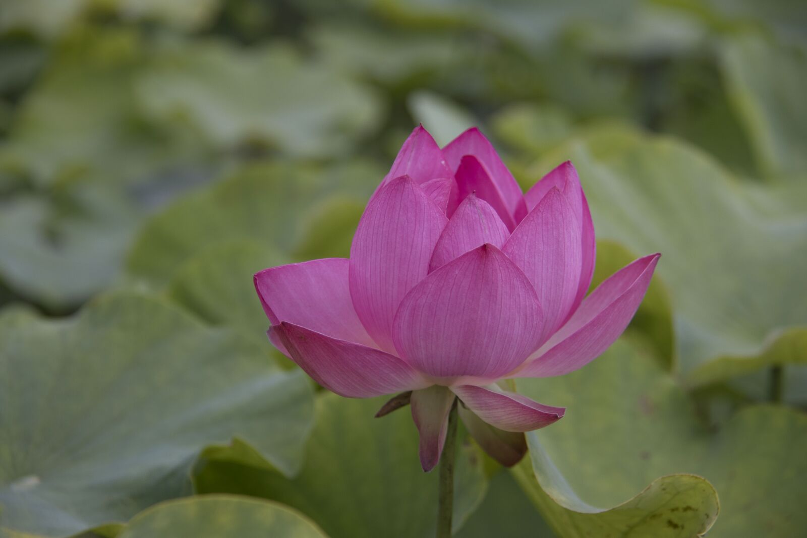 Canon EOS 800D (EOS Rebel T7i / EOS Kiss X9i) sample photo. Lotus, pond, nature photography