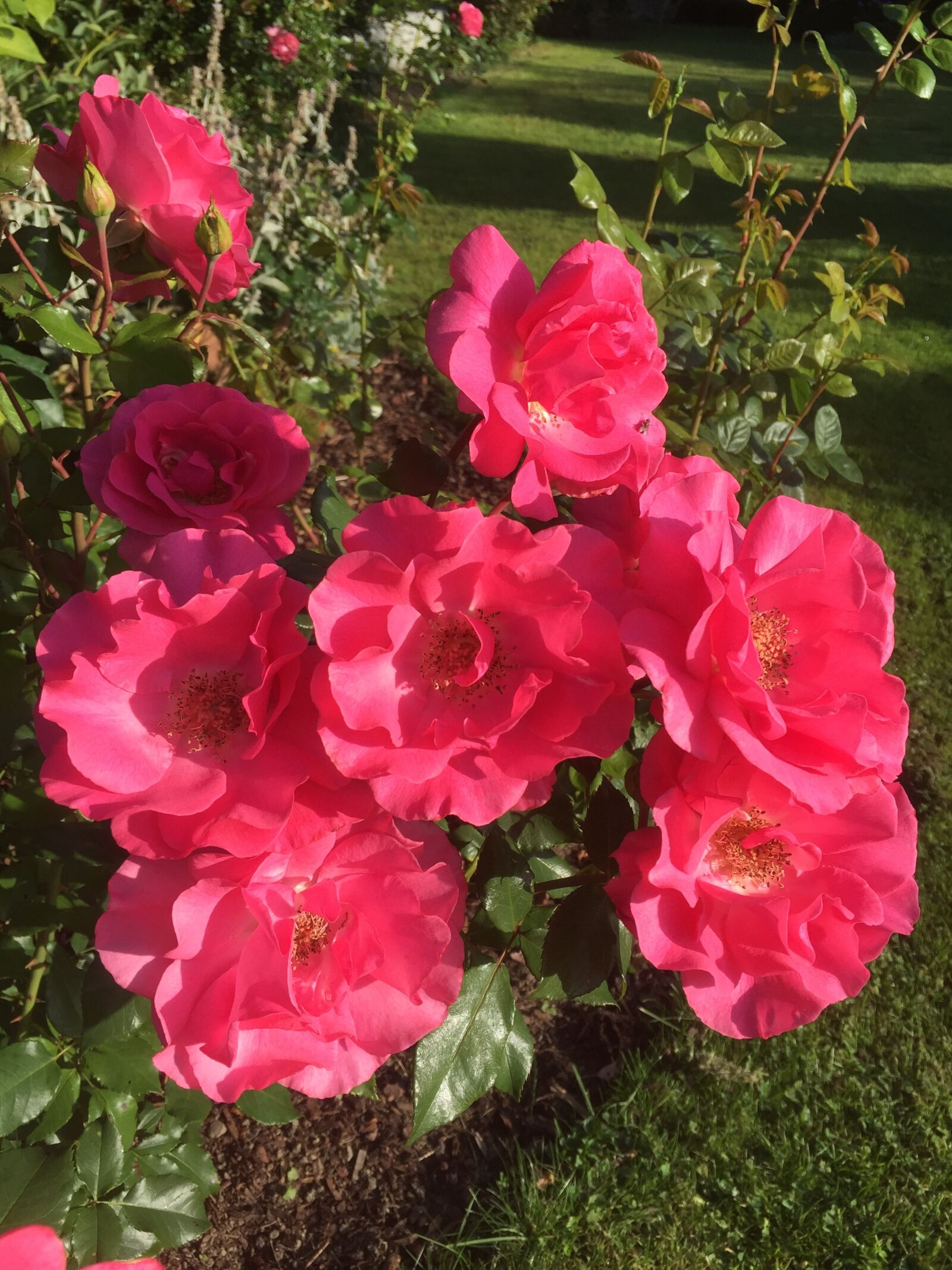 Apple iPhone 6 sample photo. Flowers, red roses, nature photography