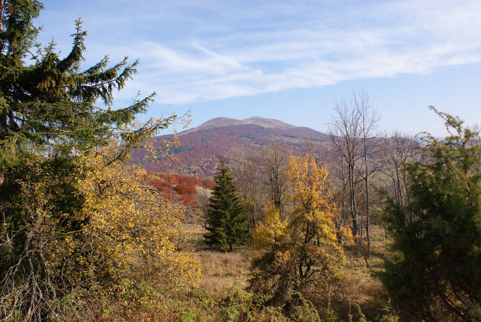 Sony Alpha DSLR-A200 sample photo. Nature, landscape, tree photography