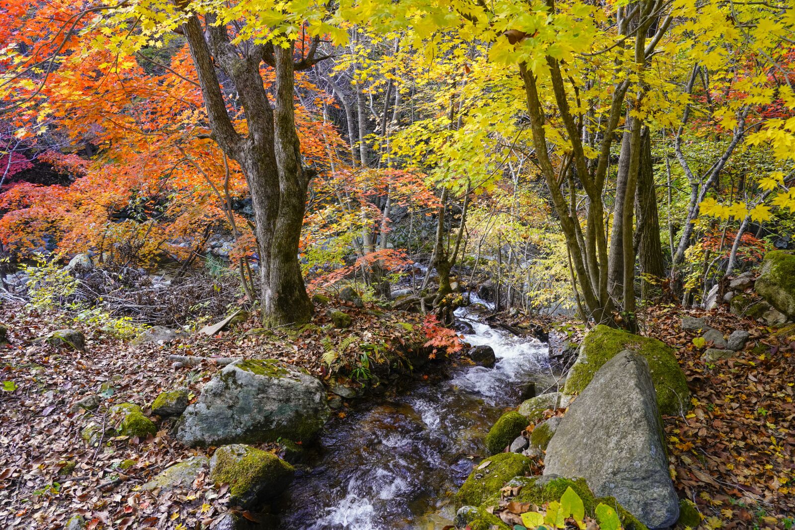 Sony FE 24-105mm F4 G OSS sample photo. Korea, autumn, nature photography