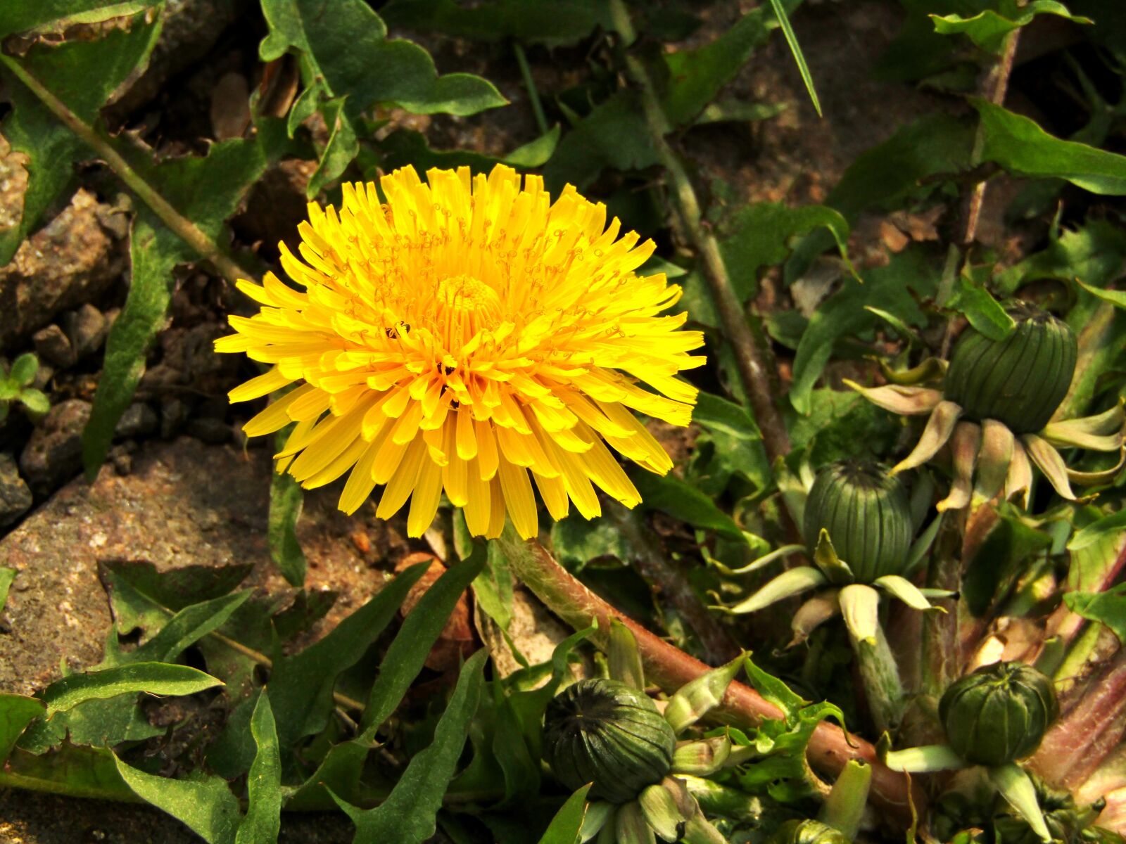 Canon POWERSHOT SX432 IS sample photo. Spring, dandelion, close up photography