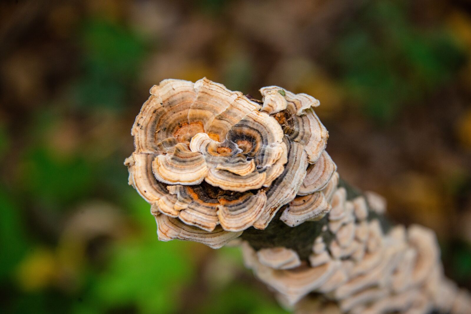 Nikon D800 sample photo. Nature, mushroom, wild photography
