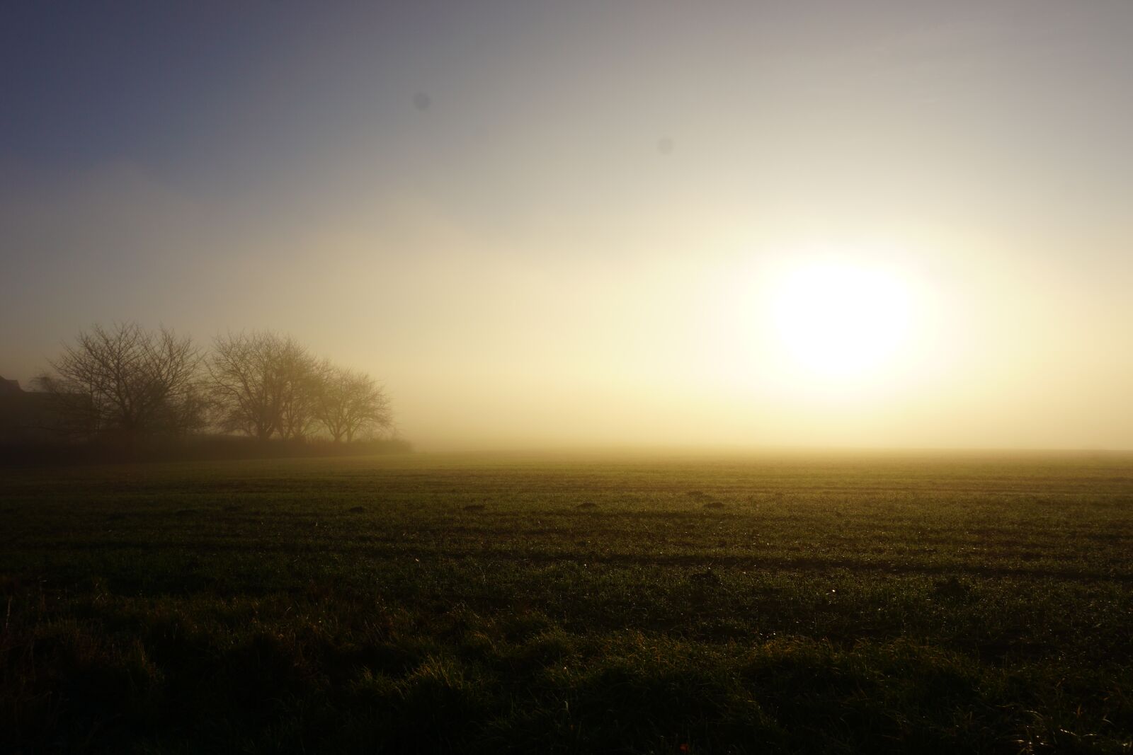 Sony a6000 sample photo. Sun, fog, tree photography