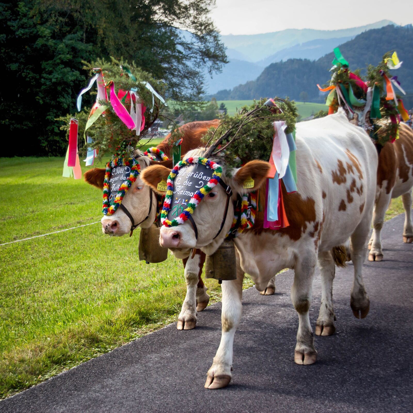 Canon EOS 600D (Rebel EOS T3i / EOS Kiss X5) sample photo. Almabtrieb, cows, cow photography