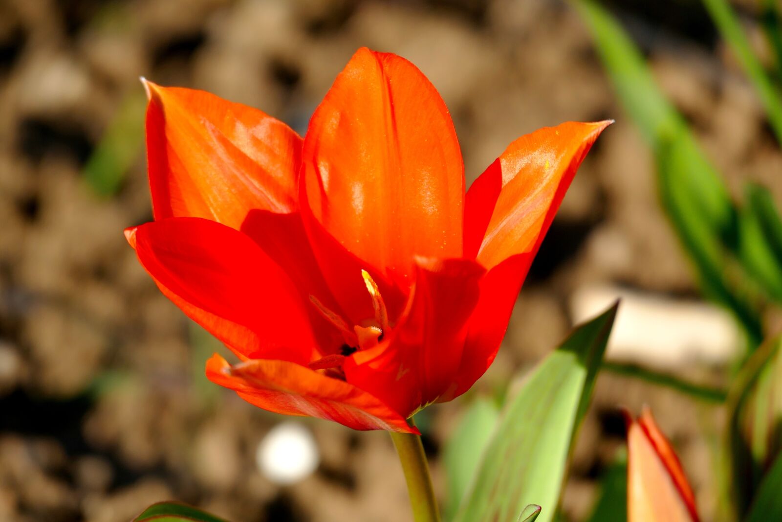 Panasonic Lumix DMC-FZ1000 sample photo. Poppy, red, orange photography