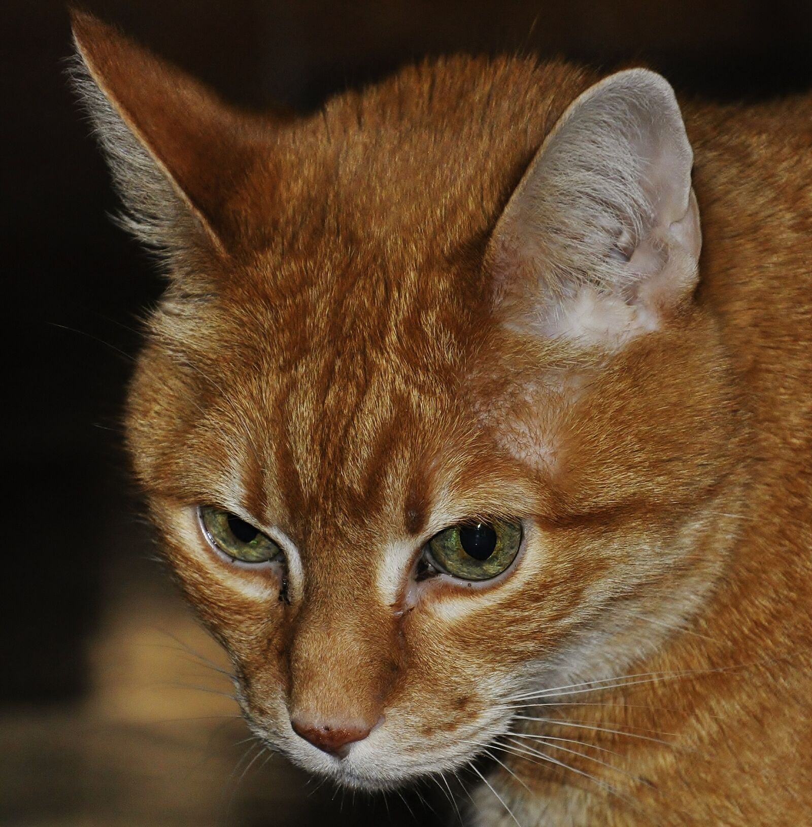 Nikon D5000 sample photo. Cat, house, domestic cat photography