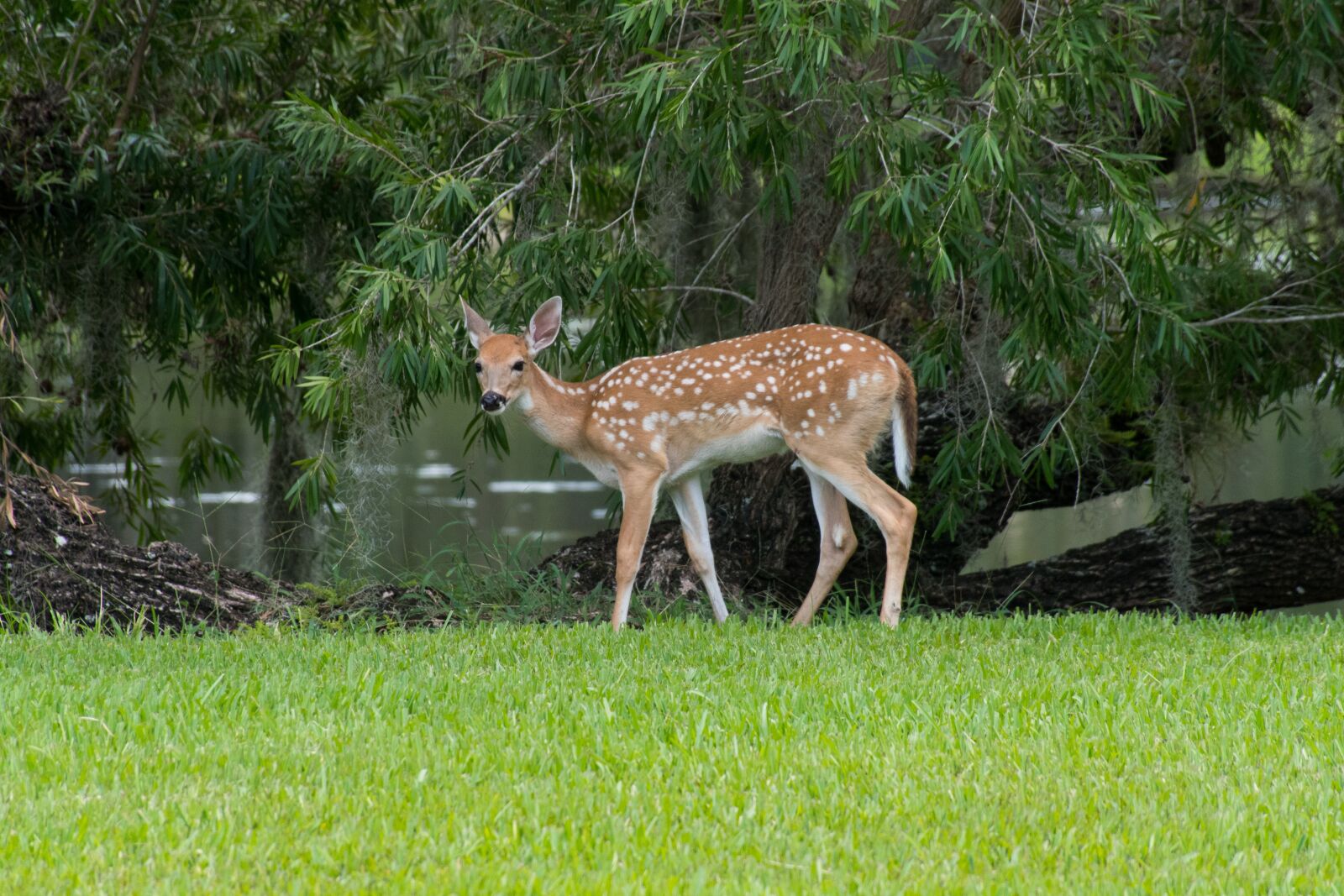 Nikon D7500 sample photo. Florida, deer, faun photography