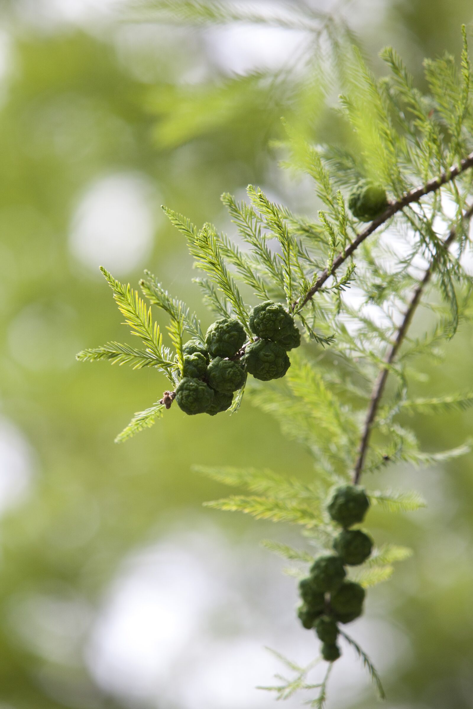 Canon EOS 5D sample photo. Meta sequoia, fruit, meta photography