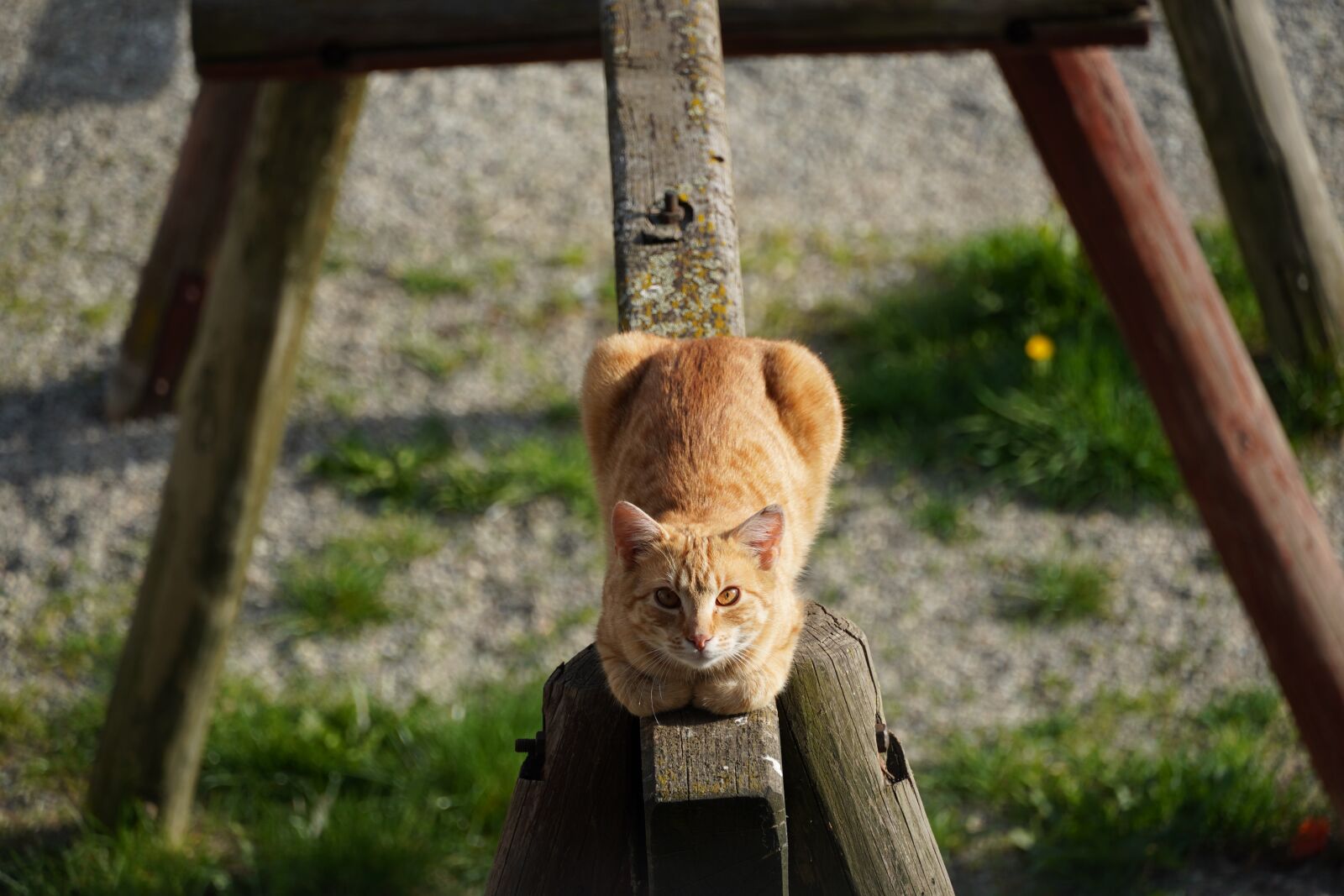 Sony a6400 sample photo. Cat, outdoor, pet photography