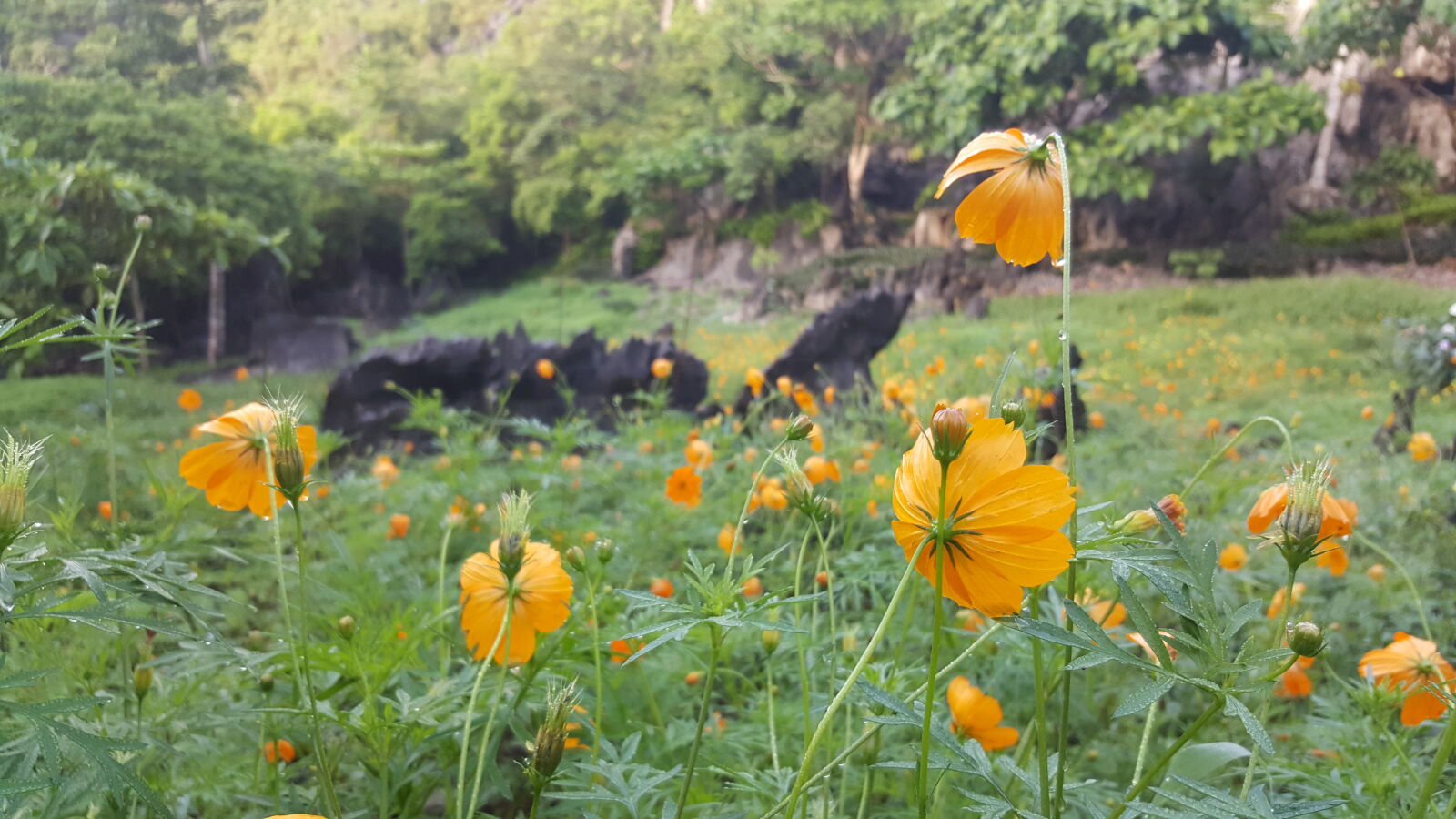 Samsung Galaxy Note5 sample photo. Flowers, forest, masungi, georeserve photography