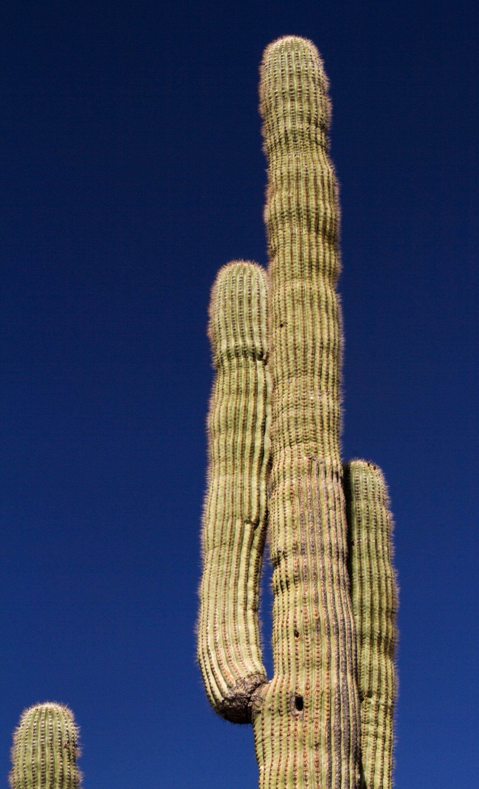 Canon EOS 7D sample photo. Arizona, saguaro, cactus photography