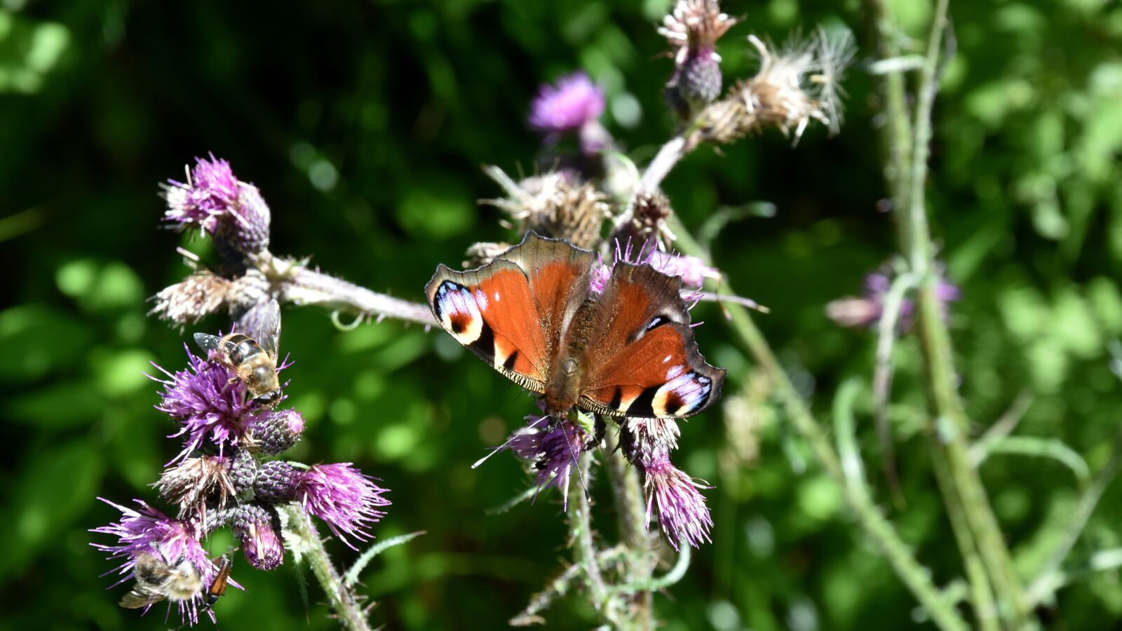 Nikon D7200 sample photo. Butterfly, insect, macro photography