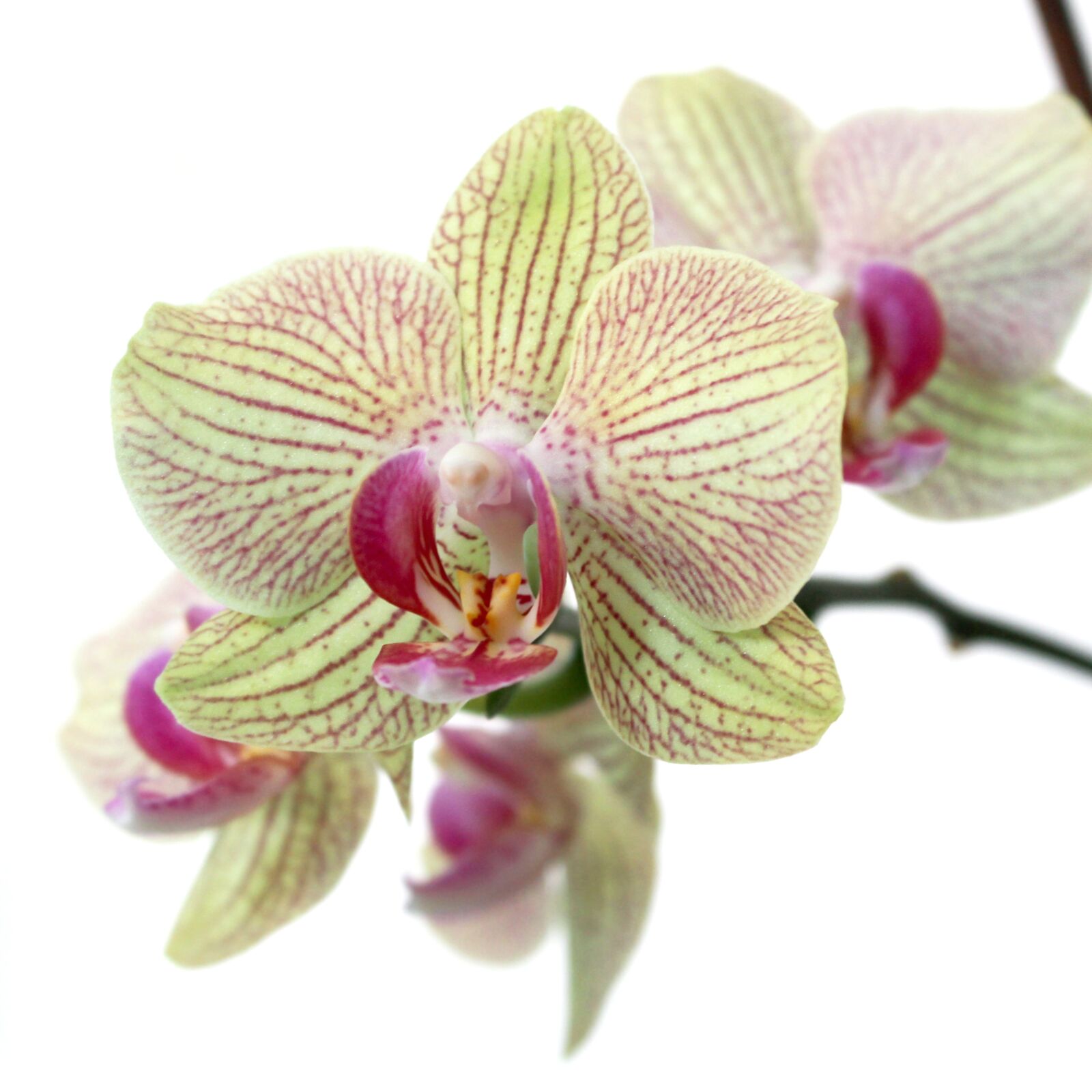 Canon EOS 700D (EOS Rebel T5i / EOS Kiss X7i) sample photo. Orchid, nature, bloom photography