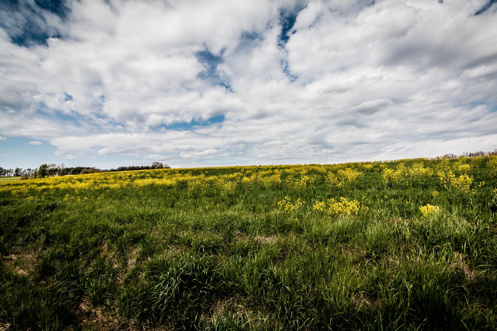 Canon EOS 70D + Canon EF-S 10-18mm F4.5–5.6 IS STM sample photo. Field, green, landscape photography
