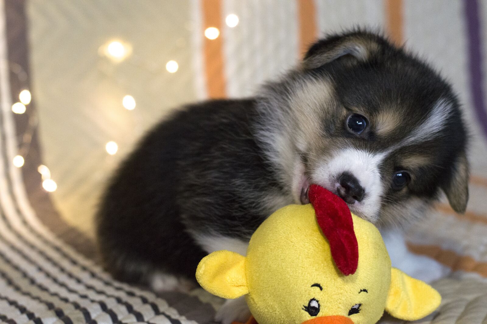 Nikon D3200 sample photo. Welsh corgi pembroke, corgi photography