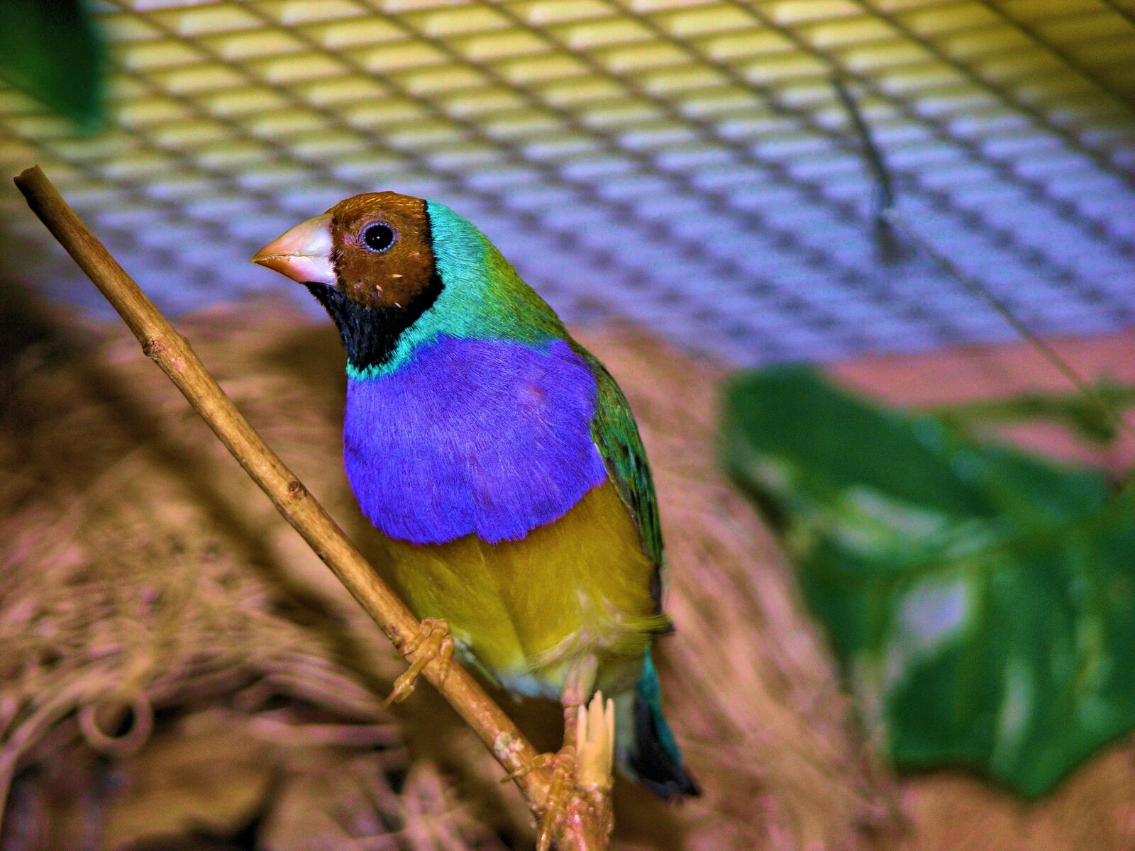 Nikon E8700 sample photo. Finch, colorful, bird photography