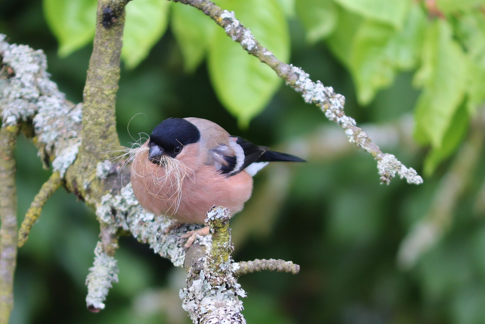 Canon EOS 200D (EOS Rebel SL2 / EOS Kiss X9) sample photo. Bullfinch, gimpel, pyrrhula pyrrhula photography