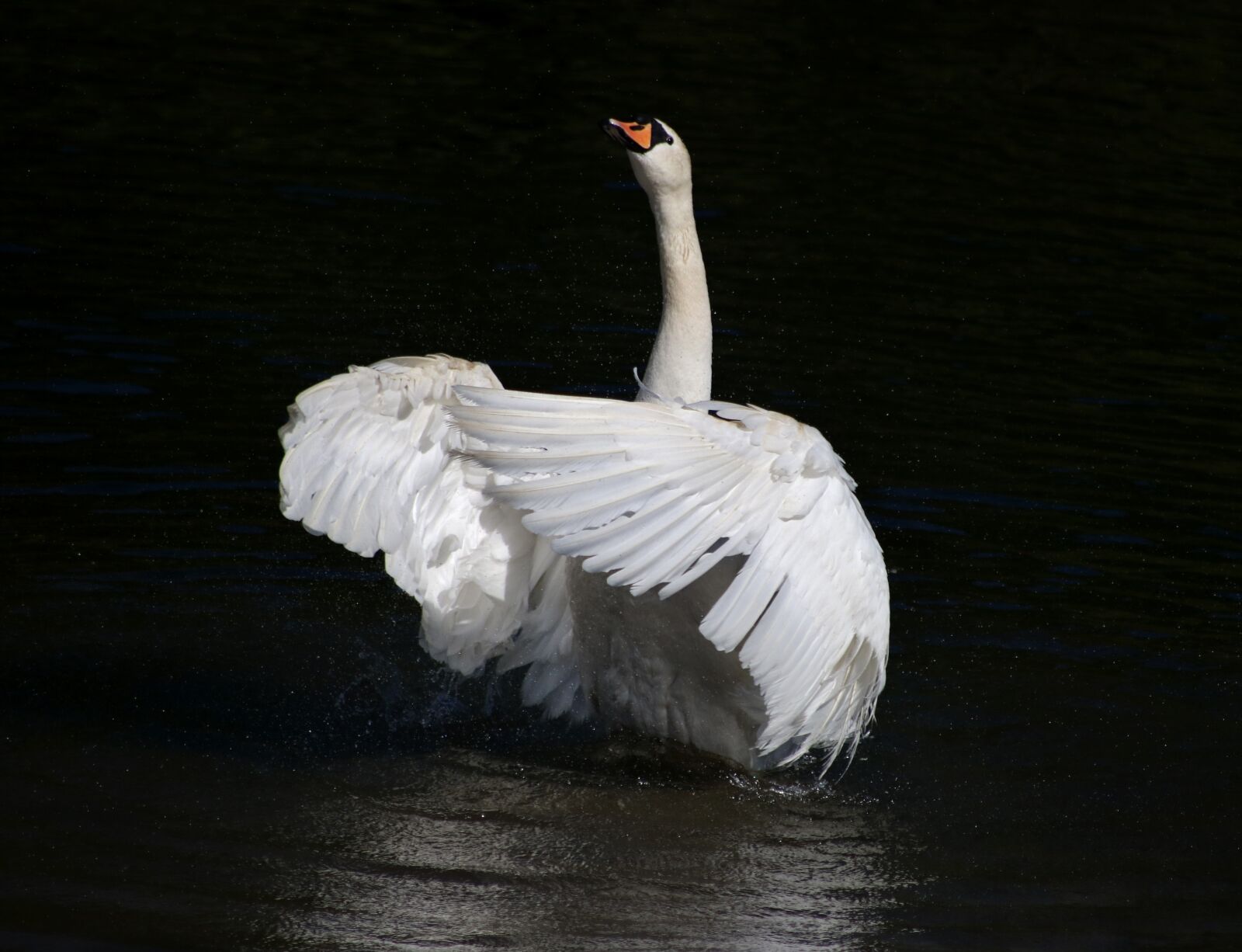 Canon EOS 750D (EOS Rebel T6i / EOS Kiss X8i) sample photo. Swan, mute swan, bird photography