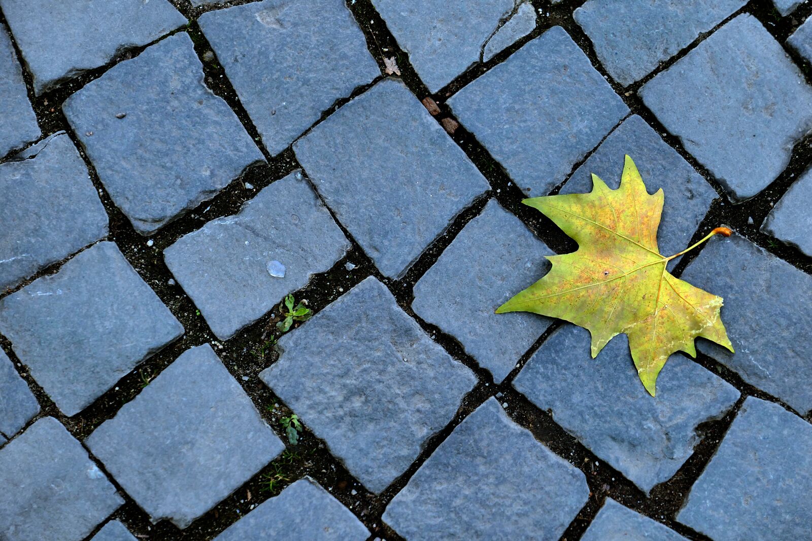 Panasonic Lumix DMC-LX10 (Lumix DMC-LX15) sample photo. Autumn, autumn leaf, cobblestones photography