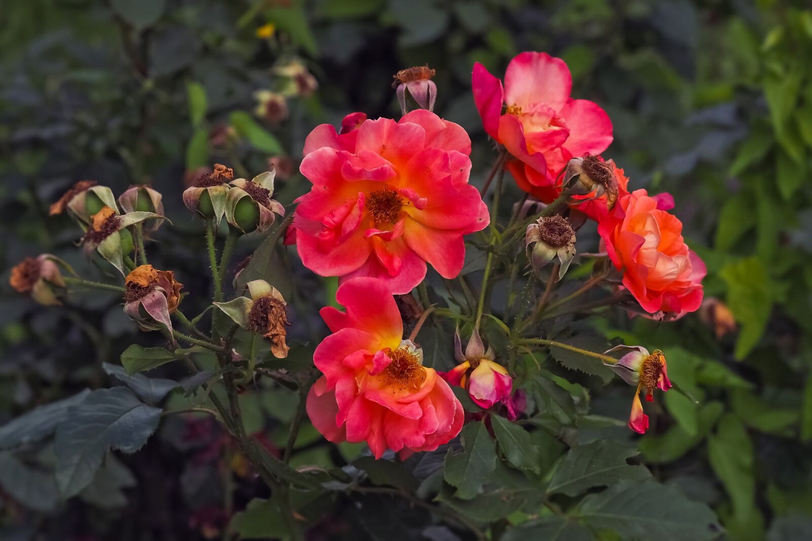 Olympus OM-D E-M10 sample photo. Roses, flower, blossom photography