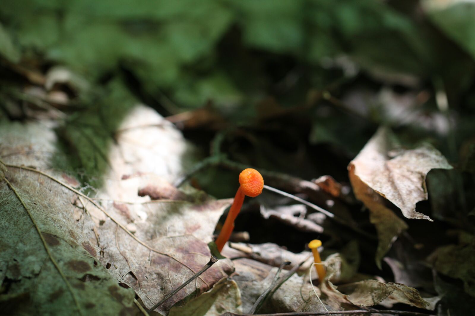 Canon EOS 50D sample photo. Hygrophorus miniatus, or mycena photography