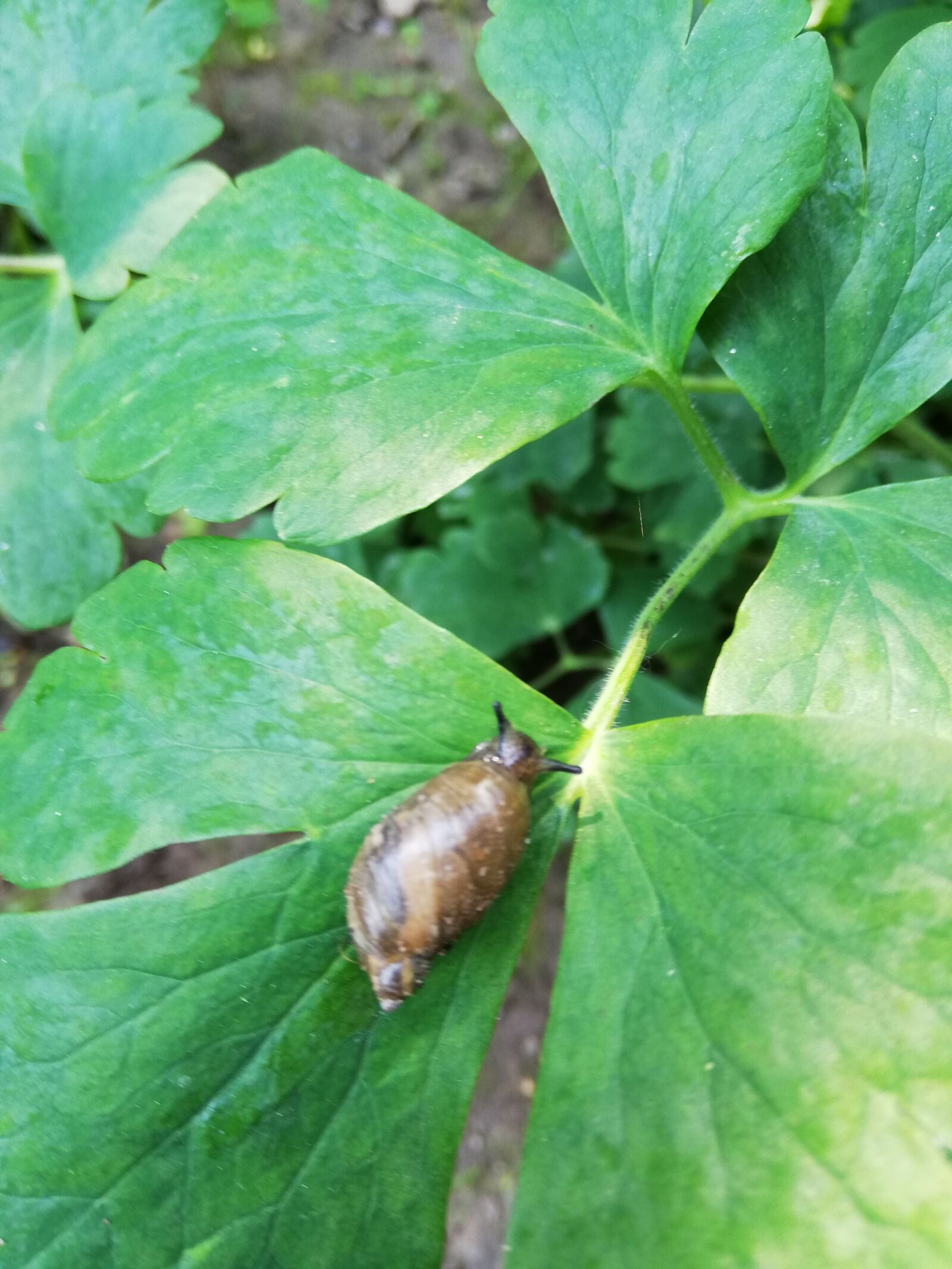 HUAWEI P20 lite sample photo. Snail, day, sheet photography