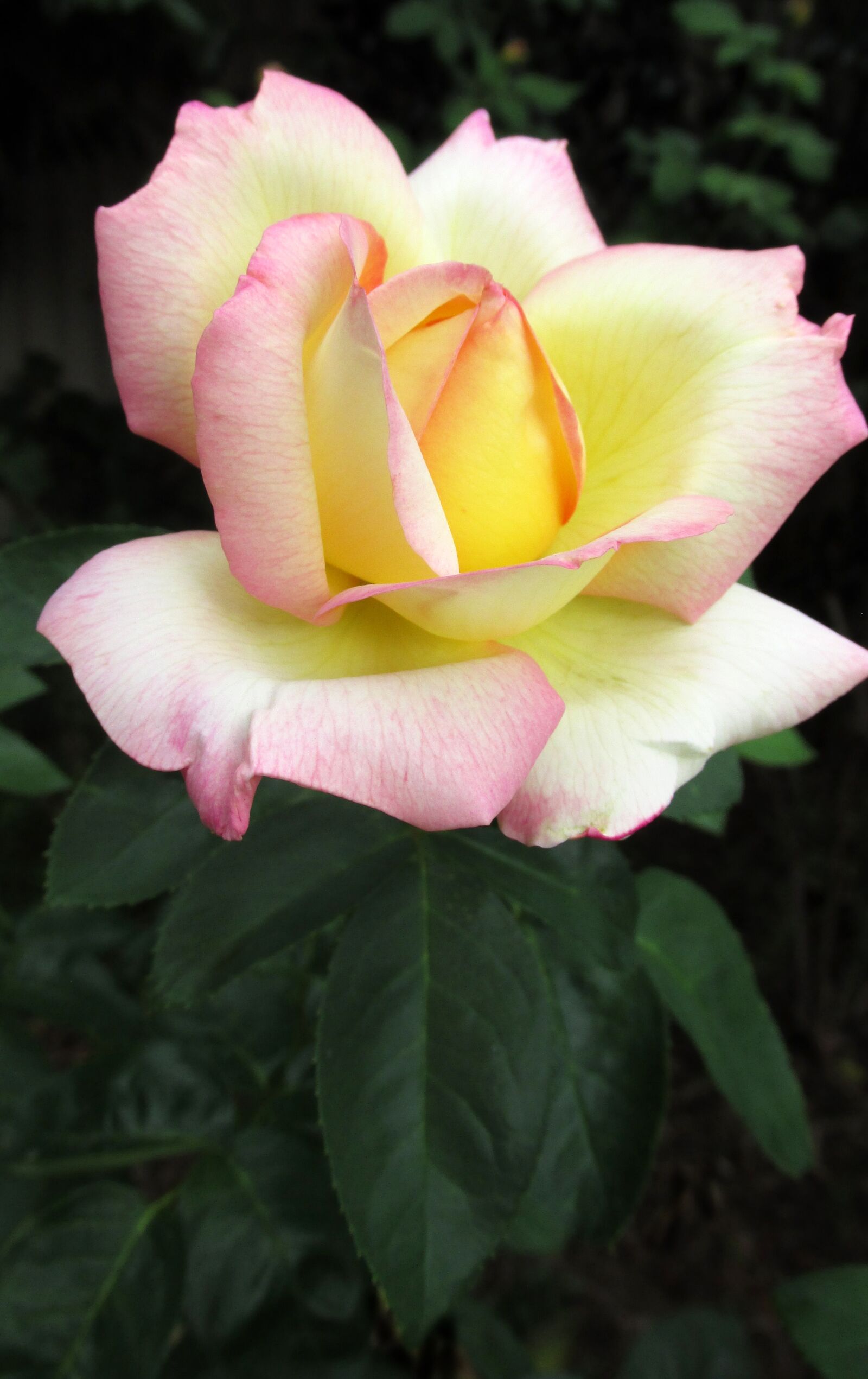 Canon PowerShot SX170 IS sample photo. Flower, rose, plant photography