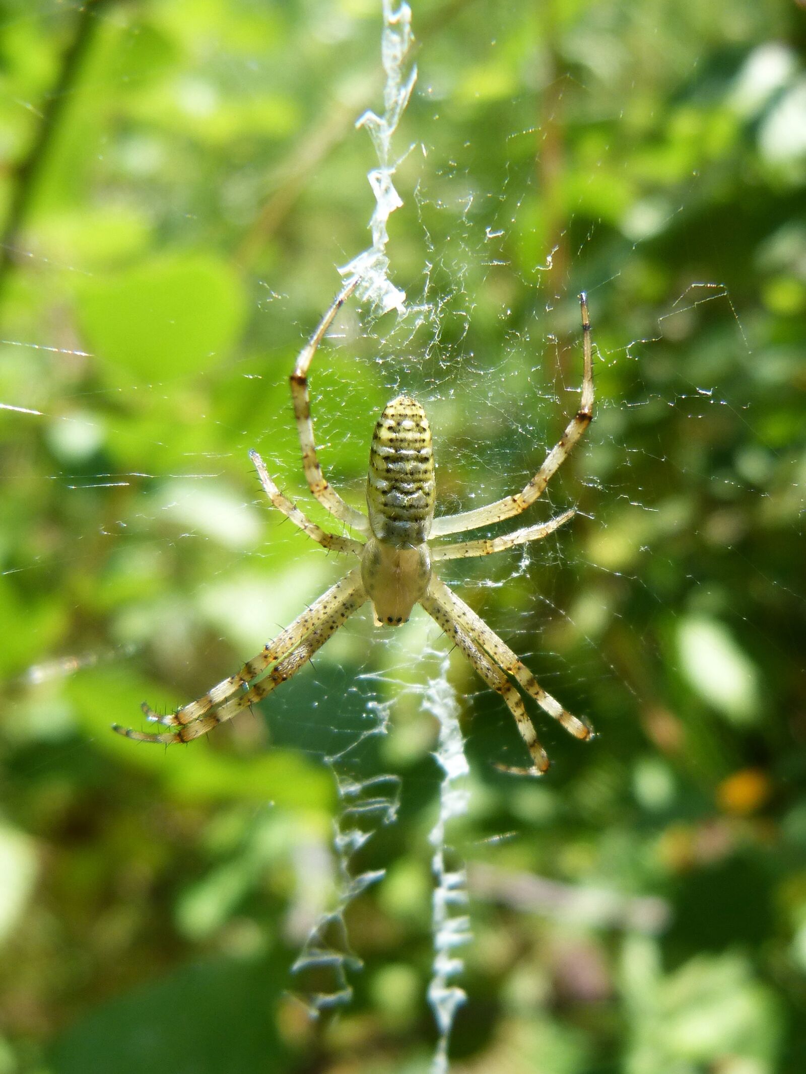 Panasonic DMC-FZ62 sample photo. Spider, web, detail photography