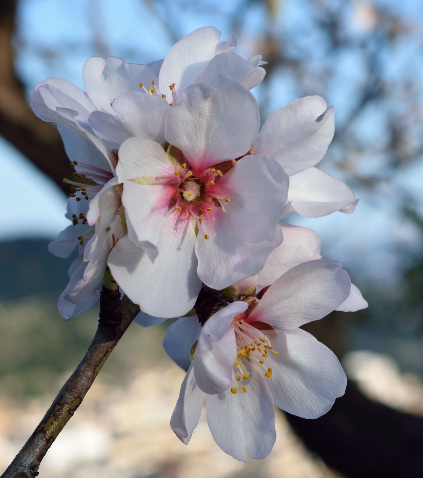 Nikon D5300 sample photo. Flower, plant, branch photography