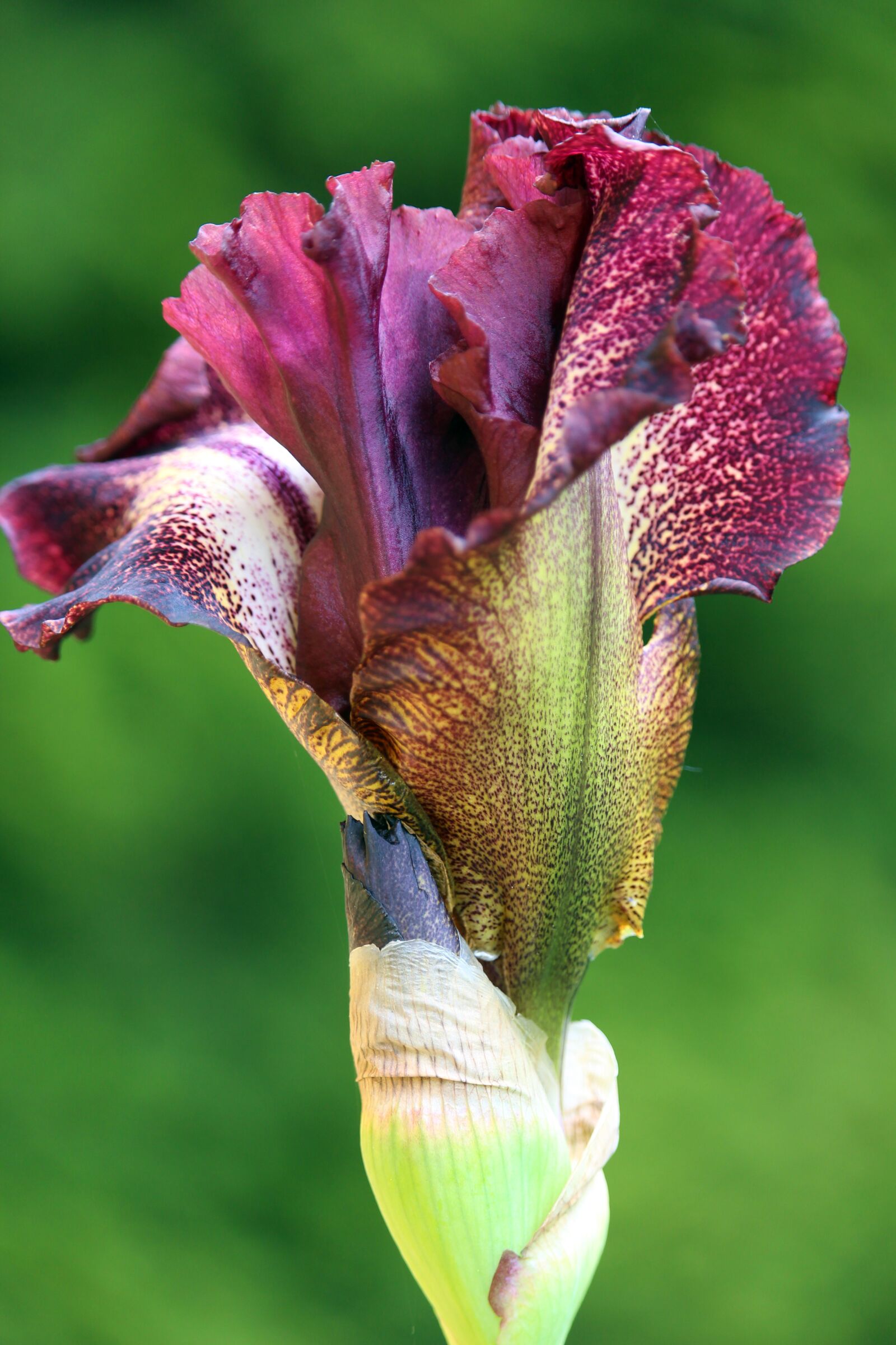 Canon EOS 700D (EOS Rebel T5i / EOS Kiss X7i) sample photo. Iris, lily, blossom photography