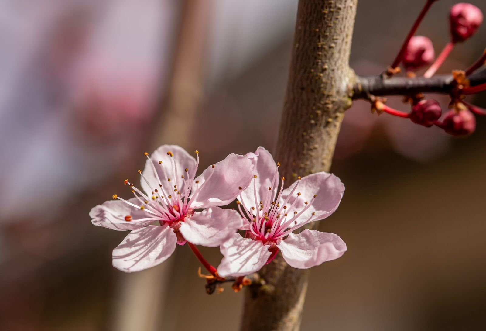 Canon EOS 5D sample photo. Flower, nature, cherry wood photography