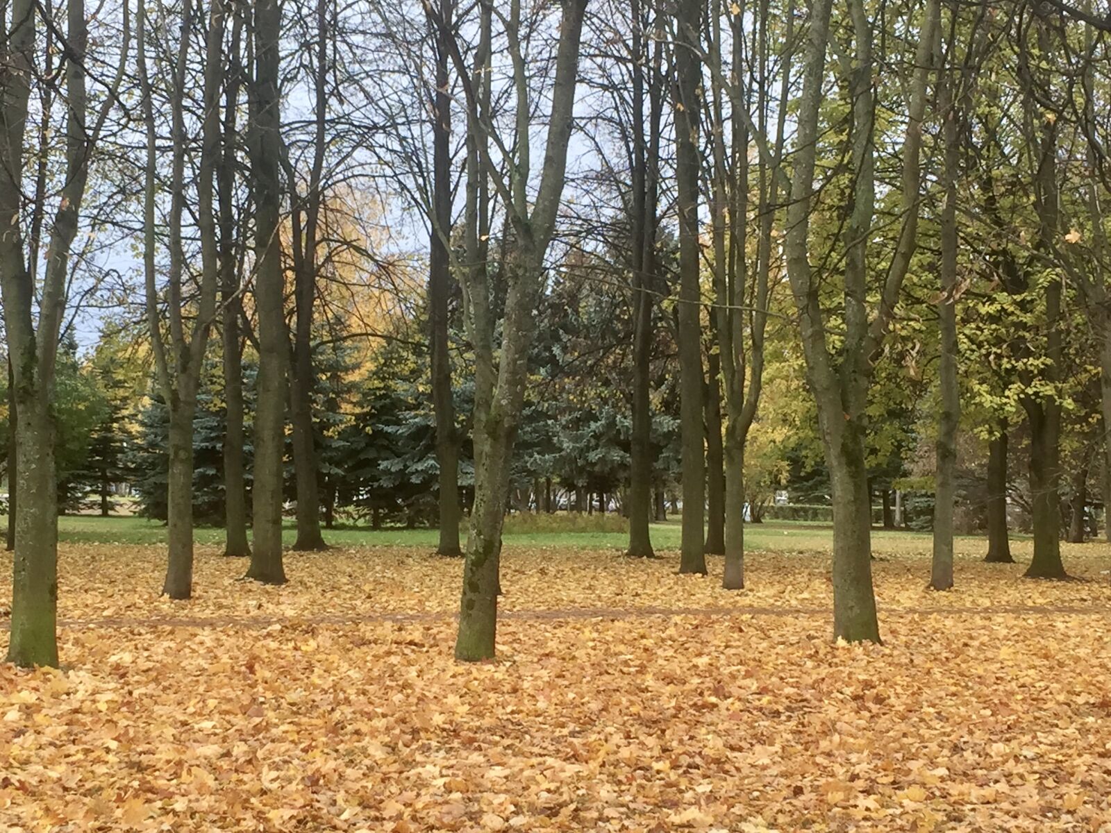 Apple iPhone 6 sample photo. Autumn, park, listopad photography