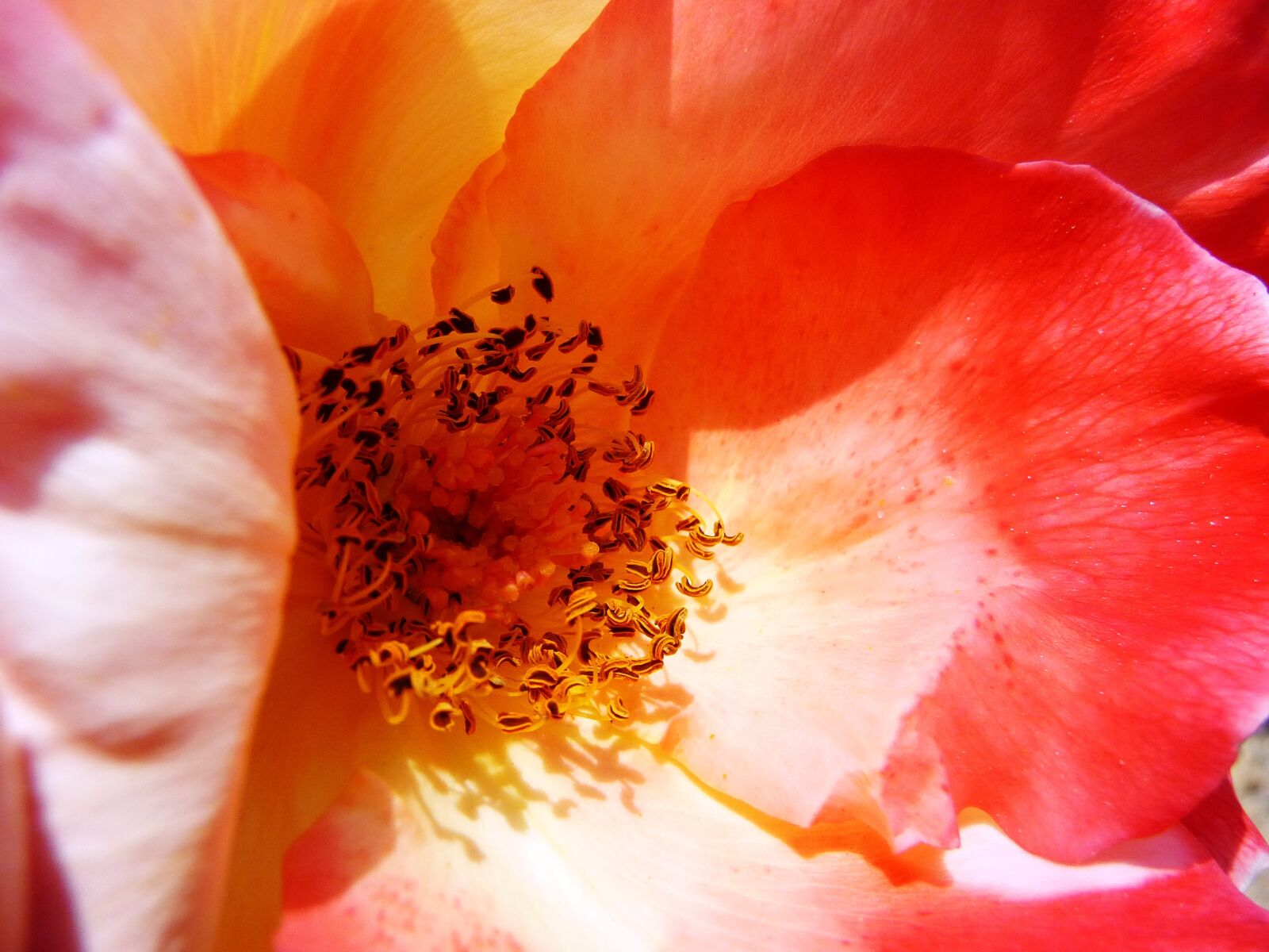 Panasonic Lumix DMC-TZ5 sample photo. Rose heart, interior of photography
