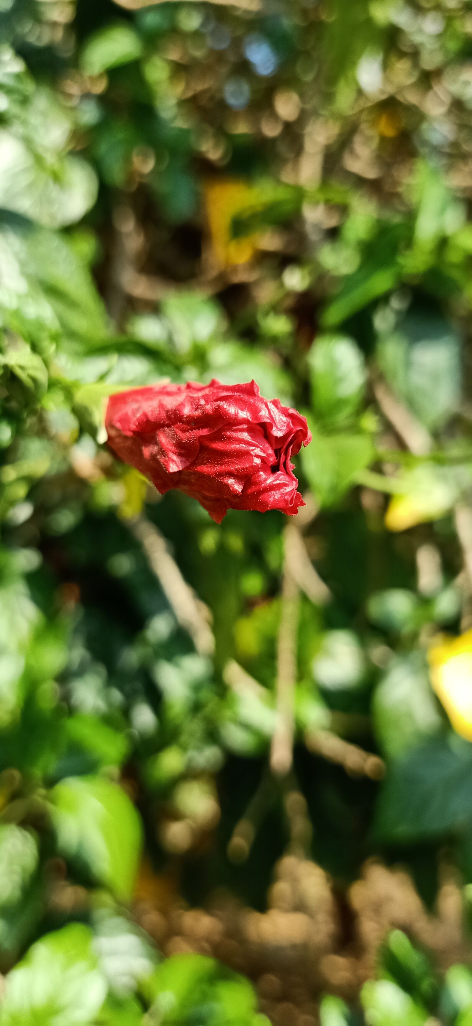 OPPO RENO2 F sample photo. Red, daisy, flower photography