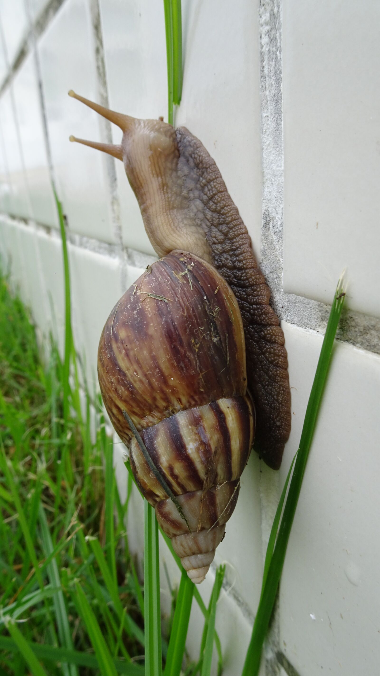 Sony Cyber-shot DSC-HX90V sample photo. Snail, caramujo, caracol photography