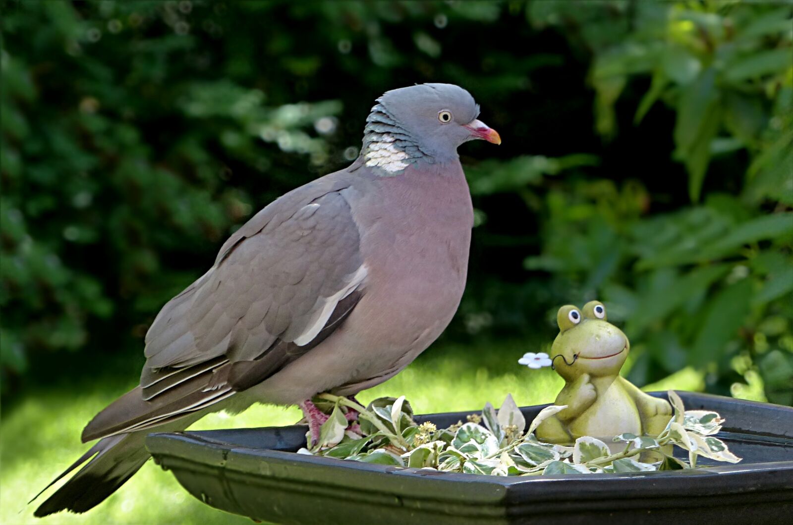 Panasonic Lumix DMC-FZ200 sample photo. Animal, bird, dove photography