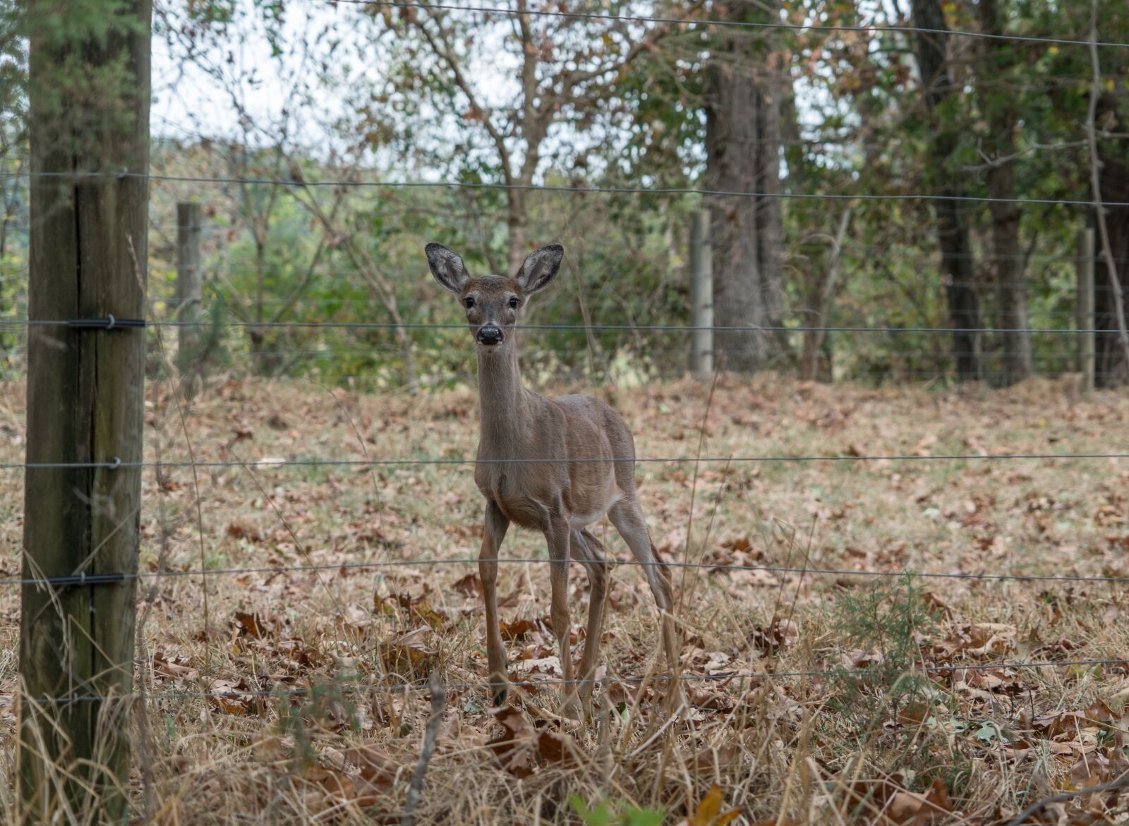 Sony a7R II sample photo. Deer, nature, wildlife photography
