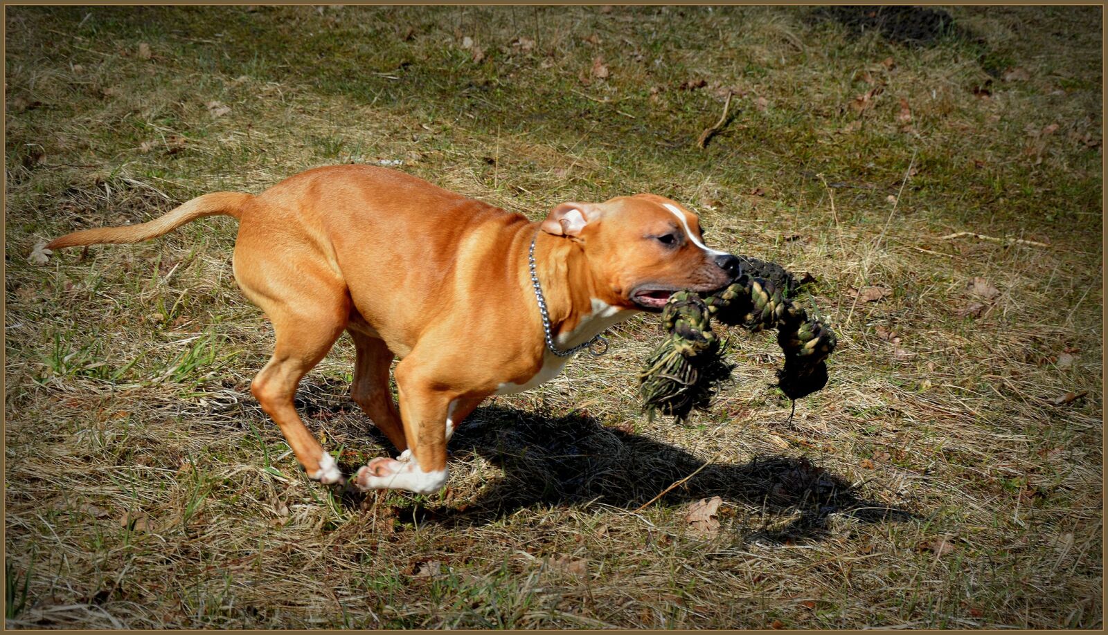 Nikon D5200 sample photo. Amstaff, dog, staffy photography