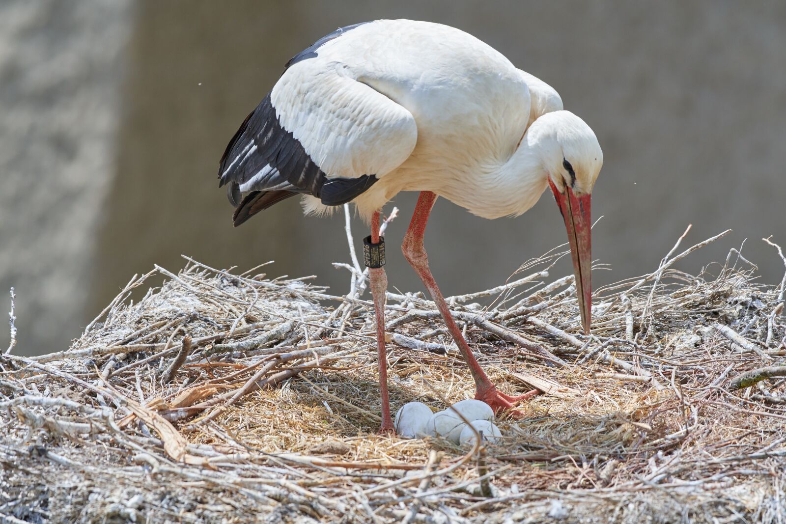 Nikon AF-S Nikkor 200-500mm F5.6E ED VR sample photo. Stork, nest, egg photography