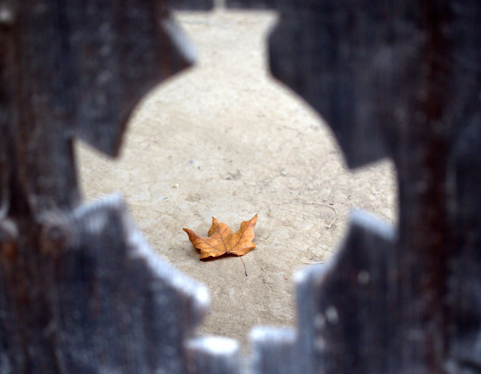 Canon EF-S 60mm F2.8 Macro USM sample photo. Leaf, yellow, dry photography