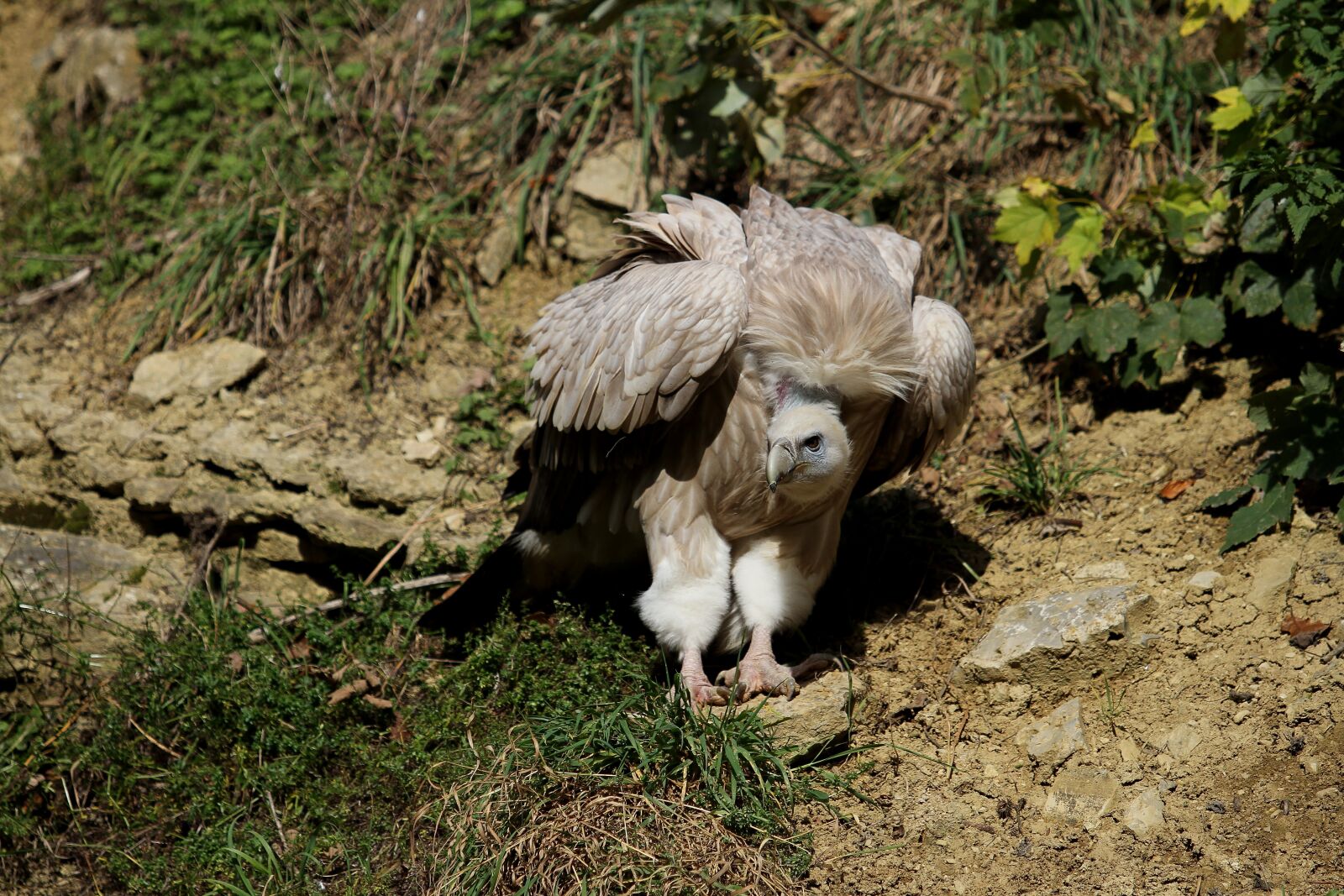 Canon EOS 7D sample photo. Vulture, griffon vulture, scavengers photography