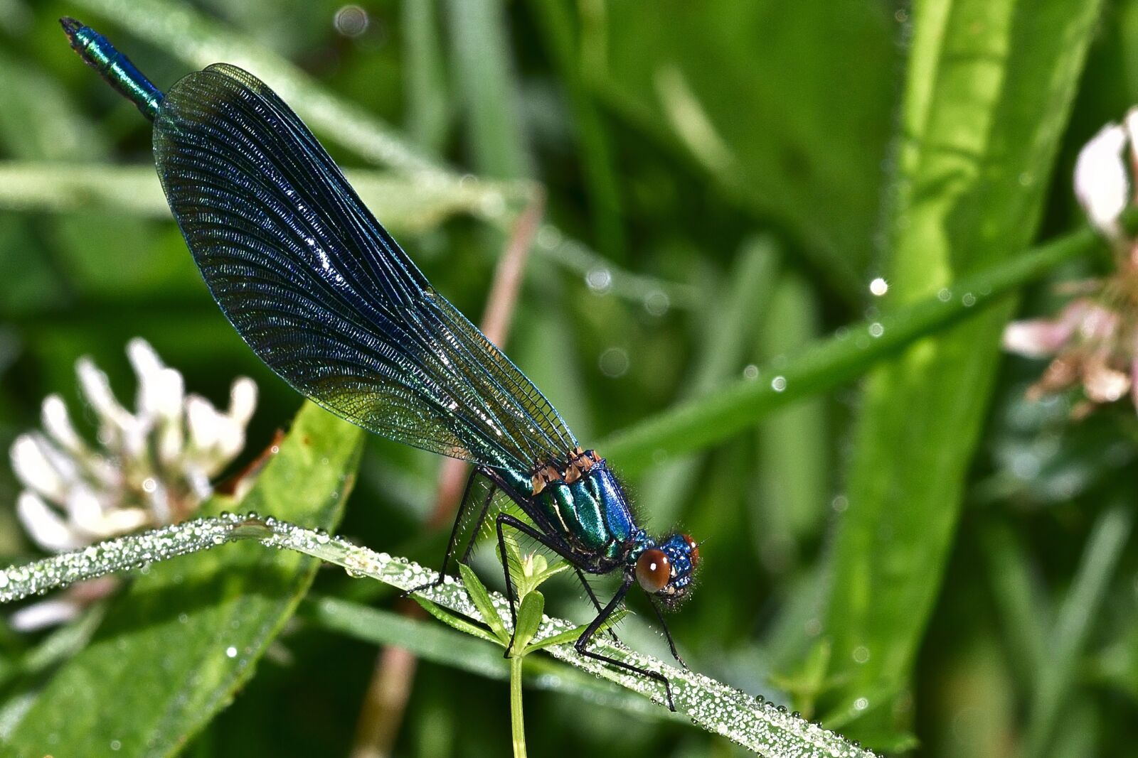 Nikon D5200 sample photo. Dragonfly, blue-winged splendor dragonfly photography