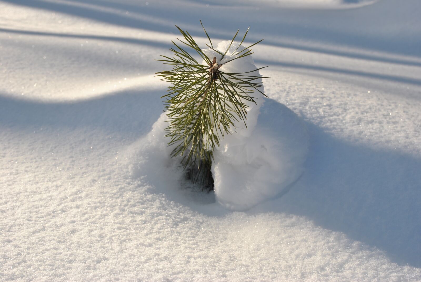 Nikon D5300 sample photo. Snow, sun, young spruce photography