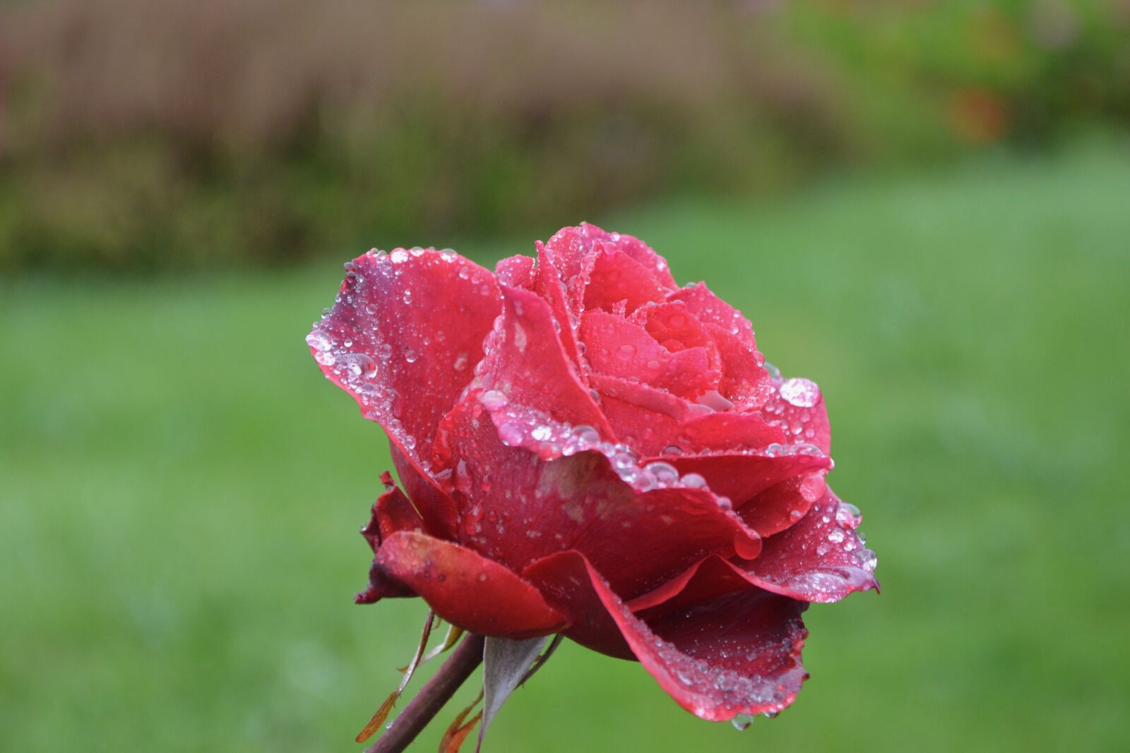Nikon D5200 sample photo. Red rose, pink, blooming photography