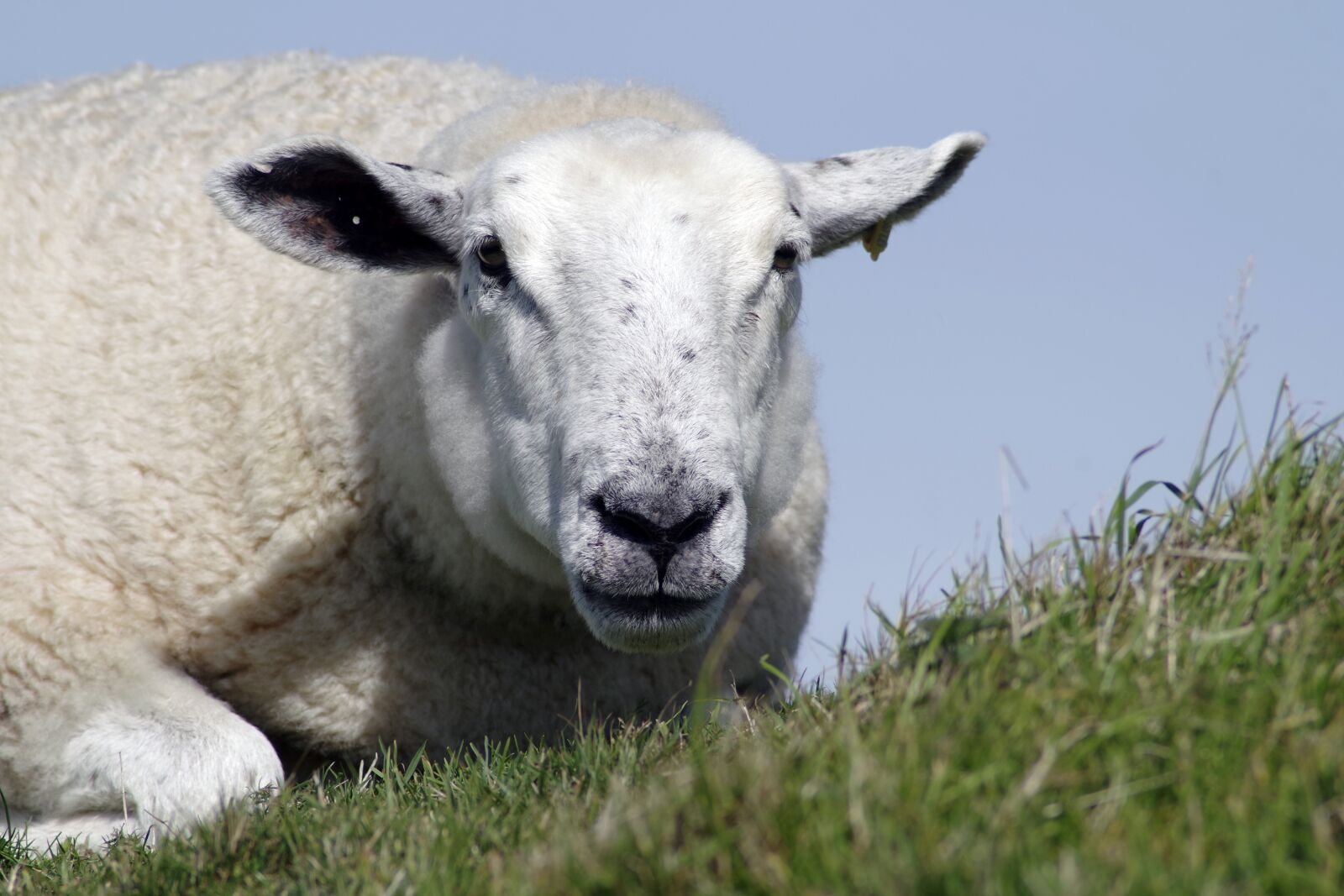 Pentax K-S1 sample photo. Sheep, ewe, wool photography